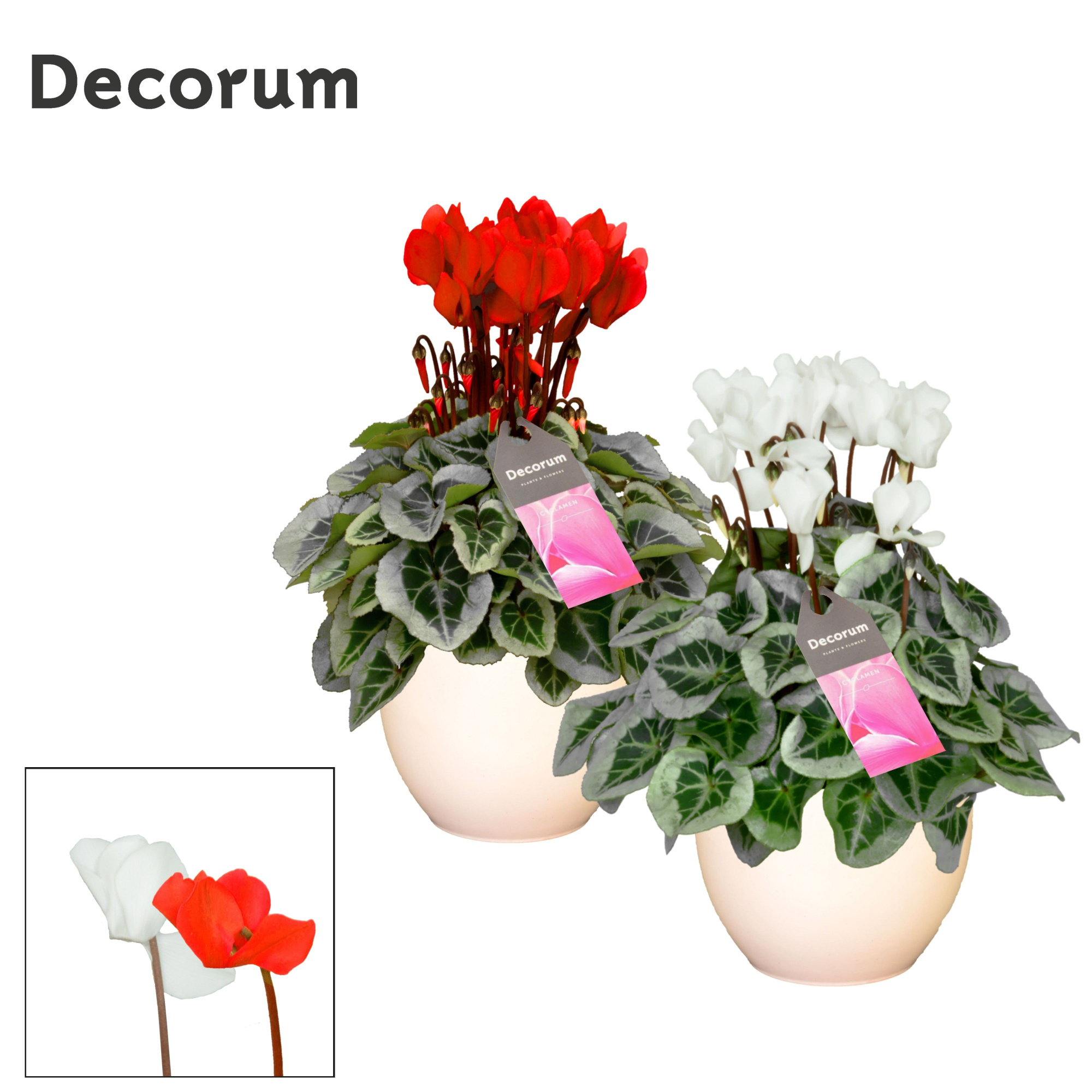 Cyclamen SS Picasso Rood Wit Mix Melanie, D 13 cm