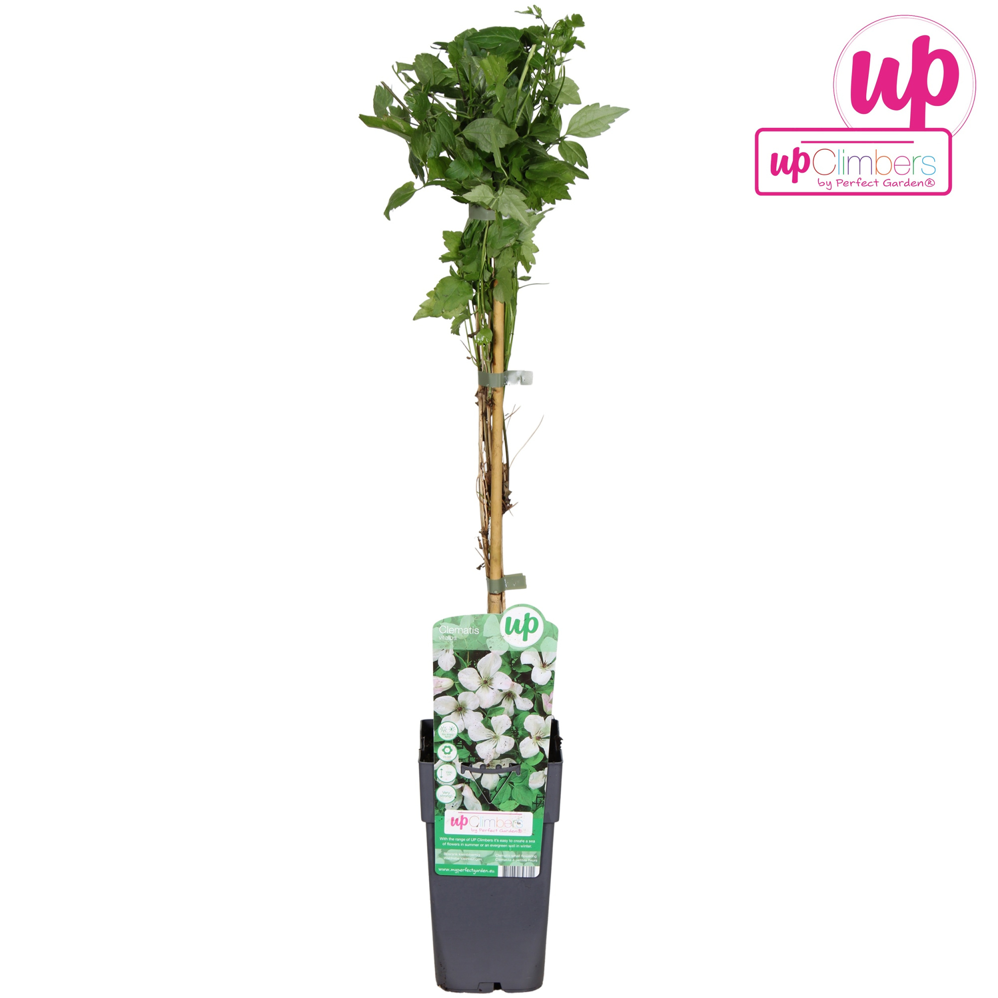 Clematis vitalba P15, D 15 cm