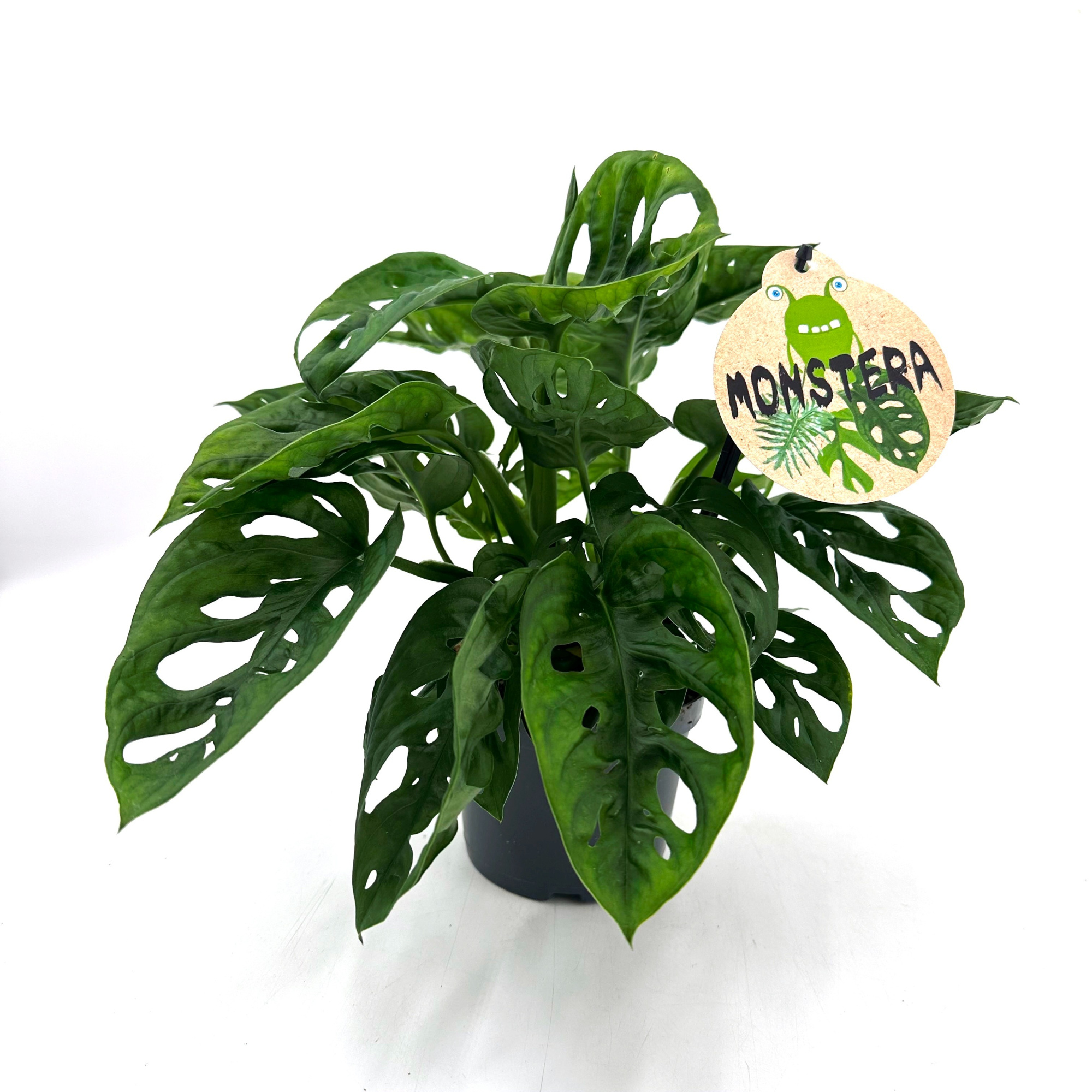 Monstera Obliqua Compact, D 12 cm