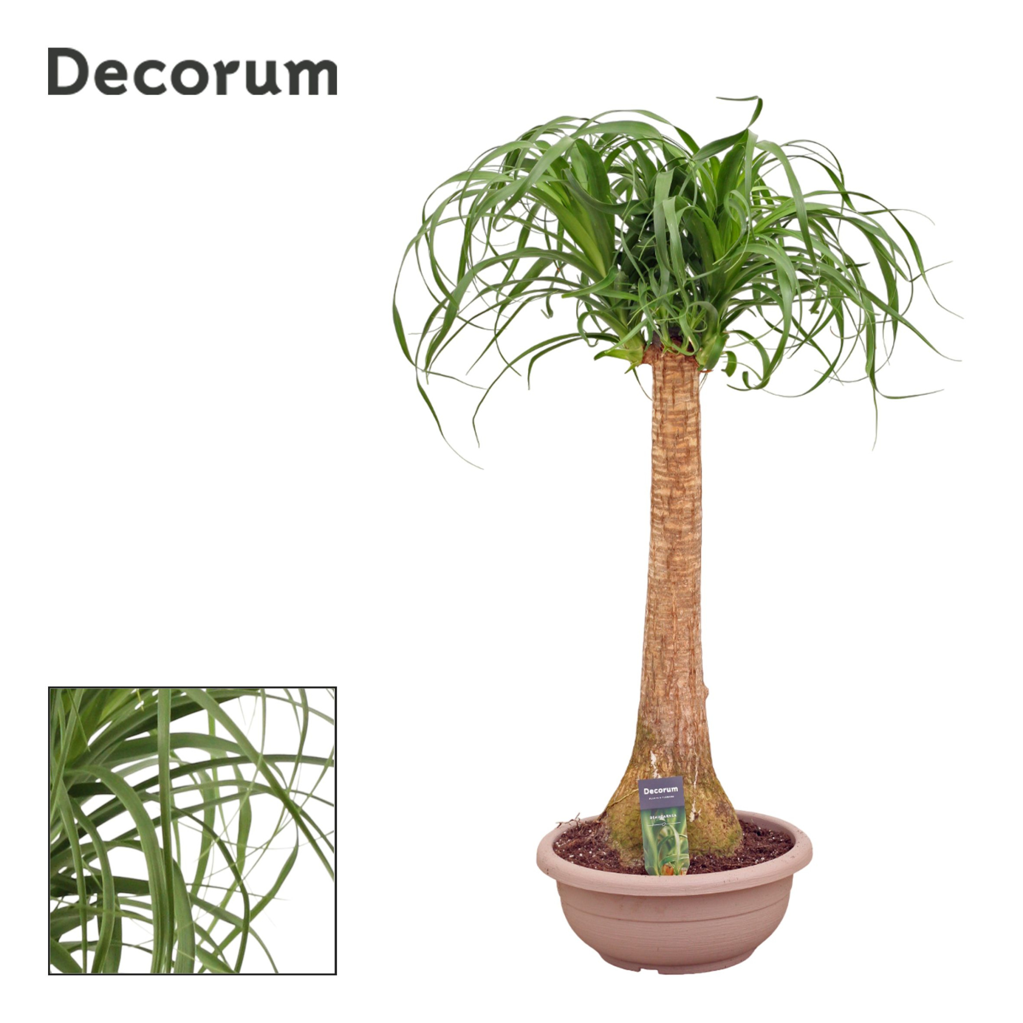 Beaucarnea recht compact 30 cm (Decorum), D 30 cm