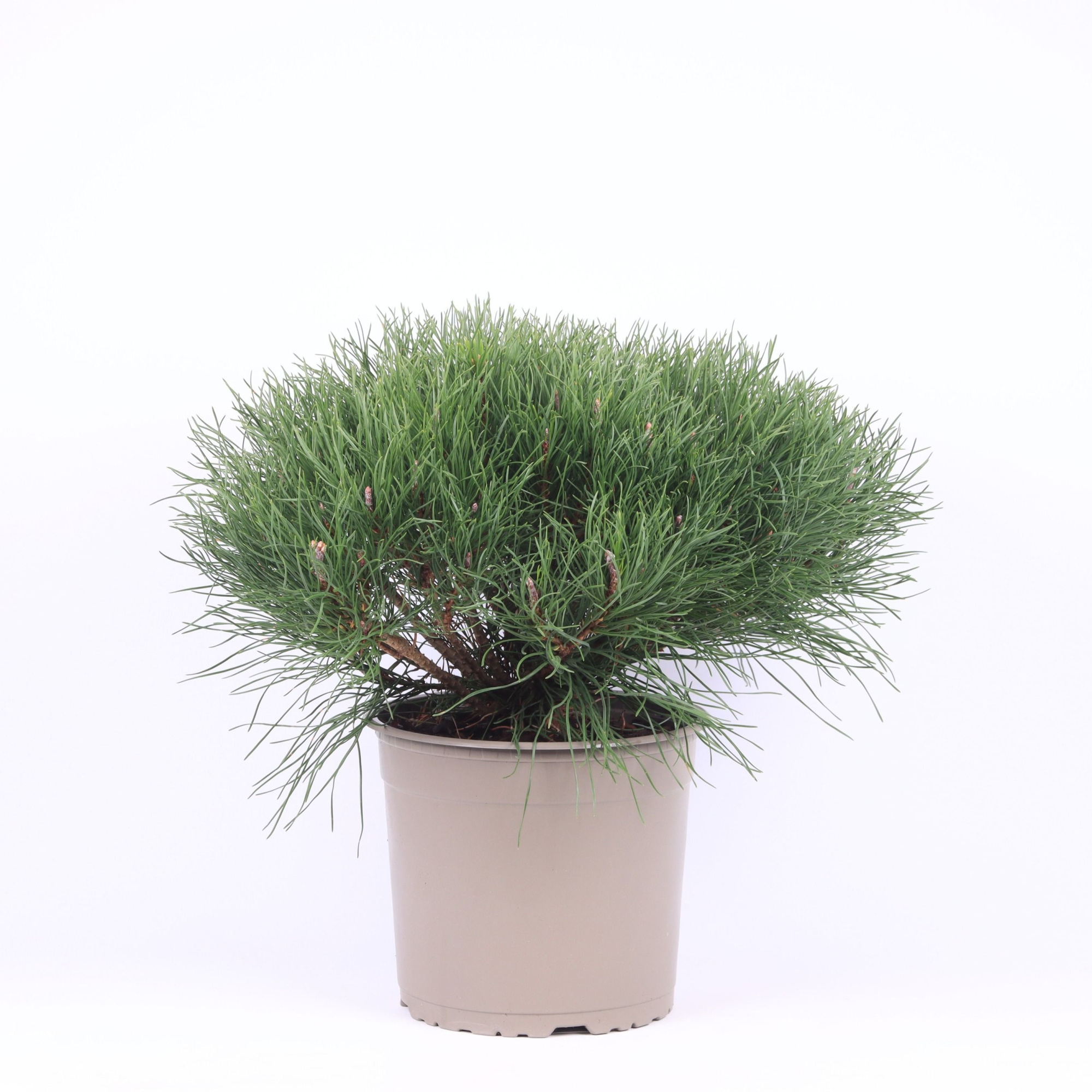 Pinus mugo pumilio, D 23 cm