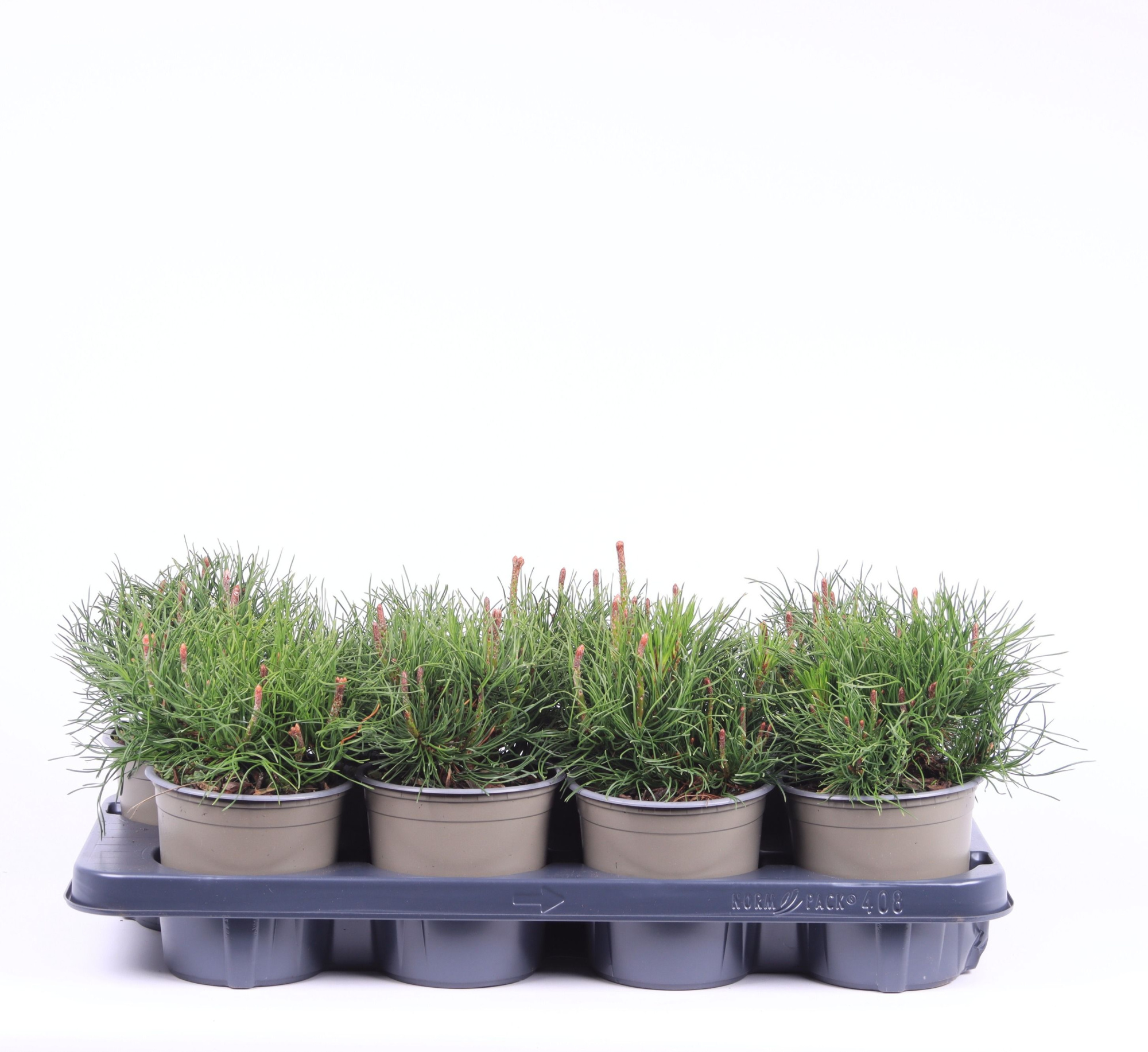 Pinus mugo mughus, D 13