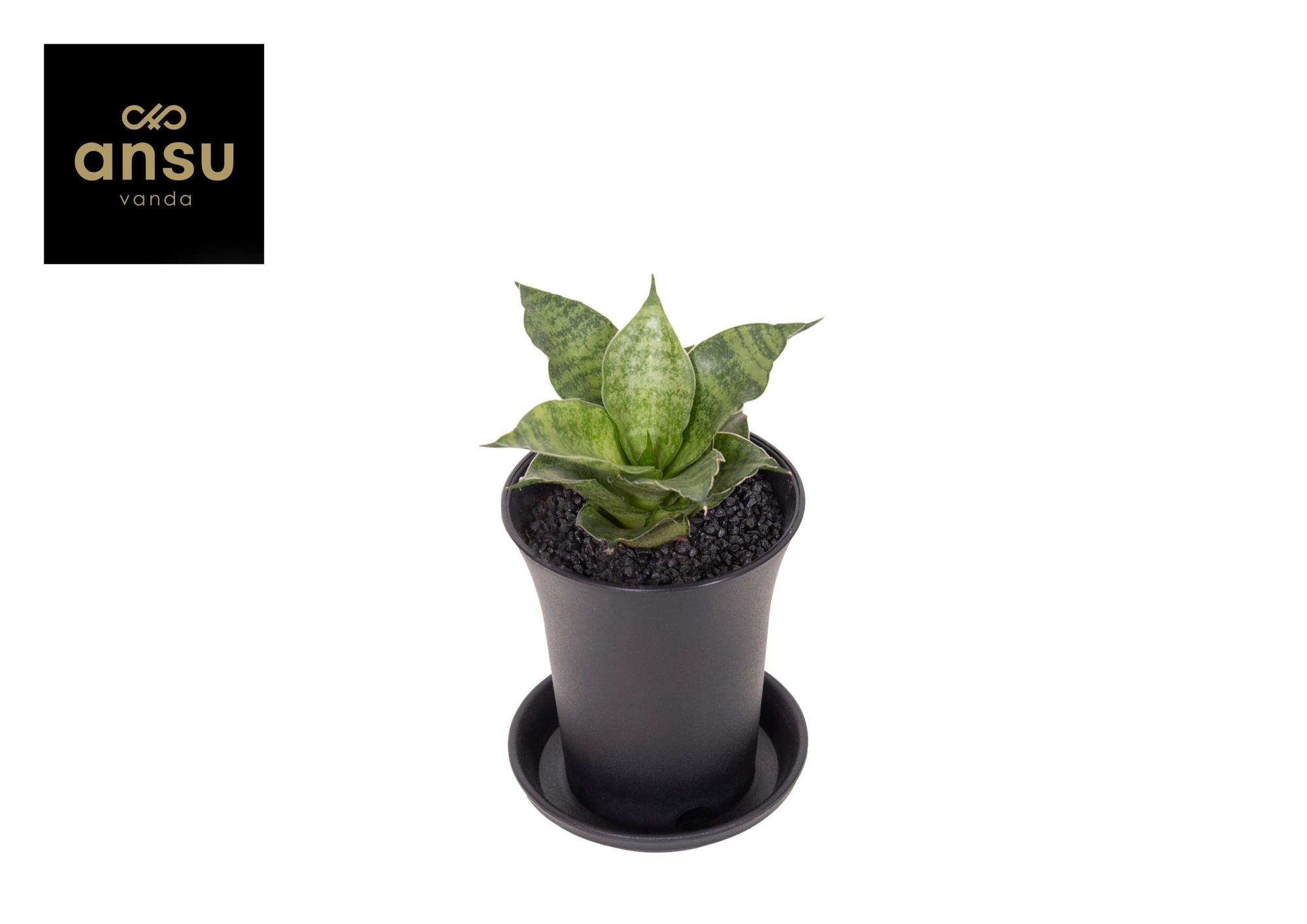 Sansevieria Star Mini Marble No. 1 in sierpot, D 7,5 cm