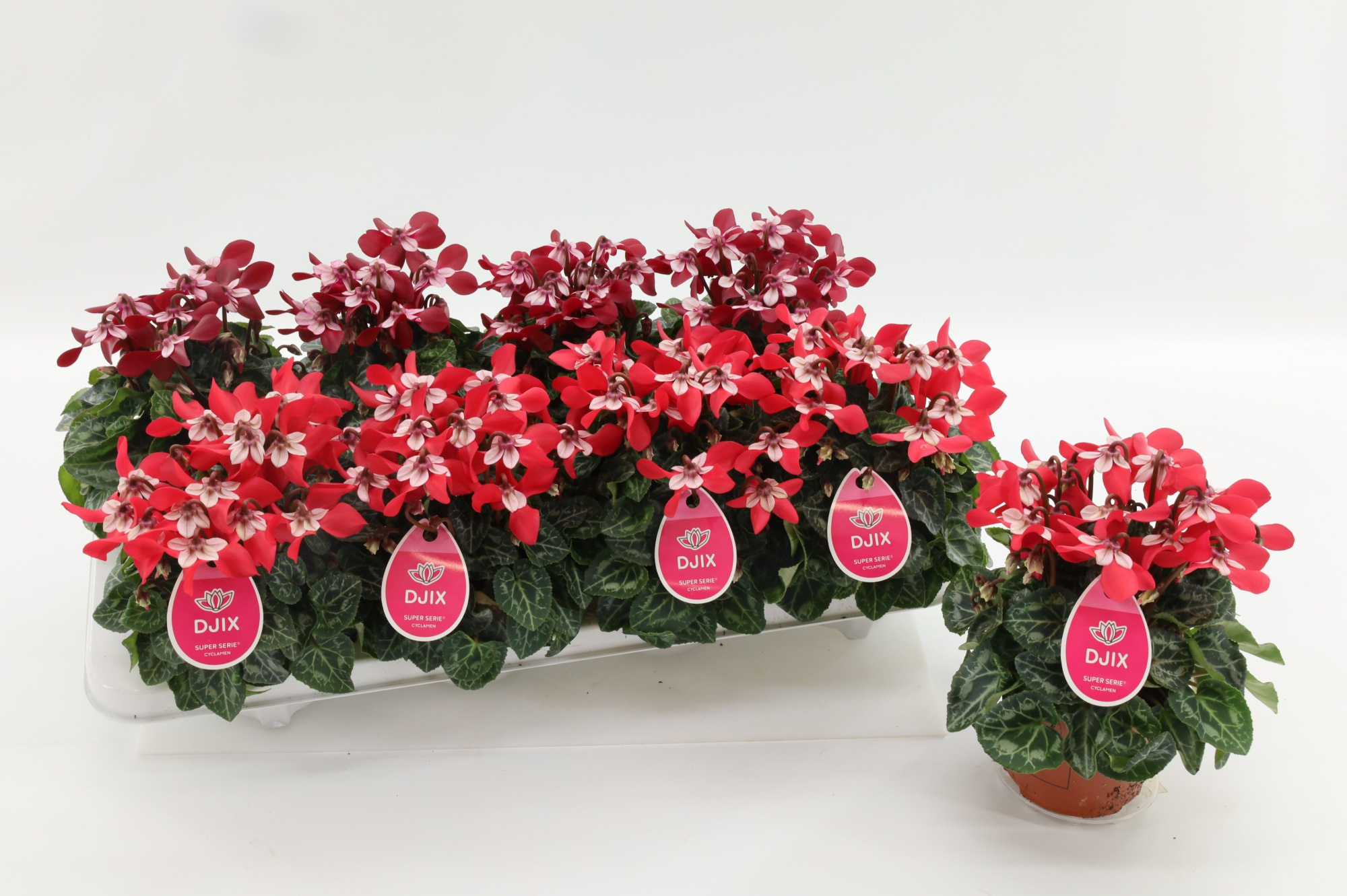 Cyclaam Djix Mixtray, D 10,5 cm