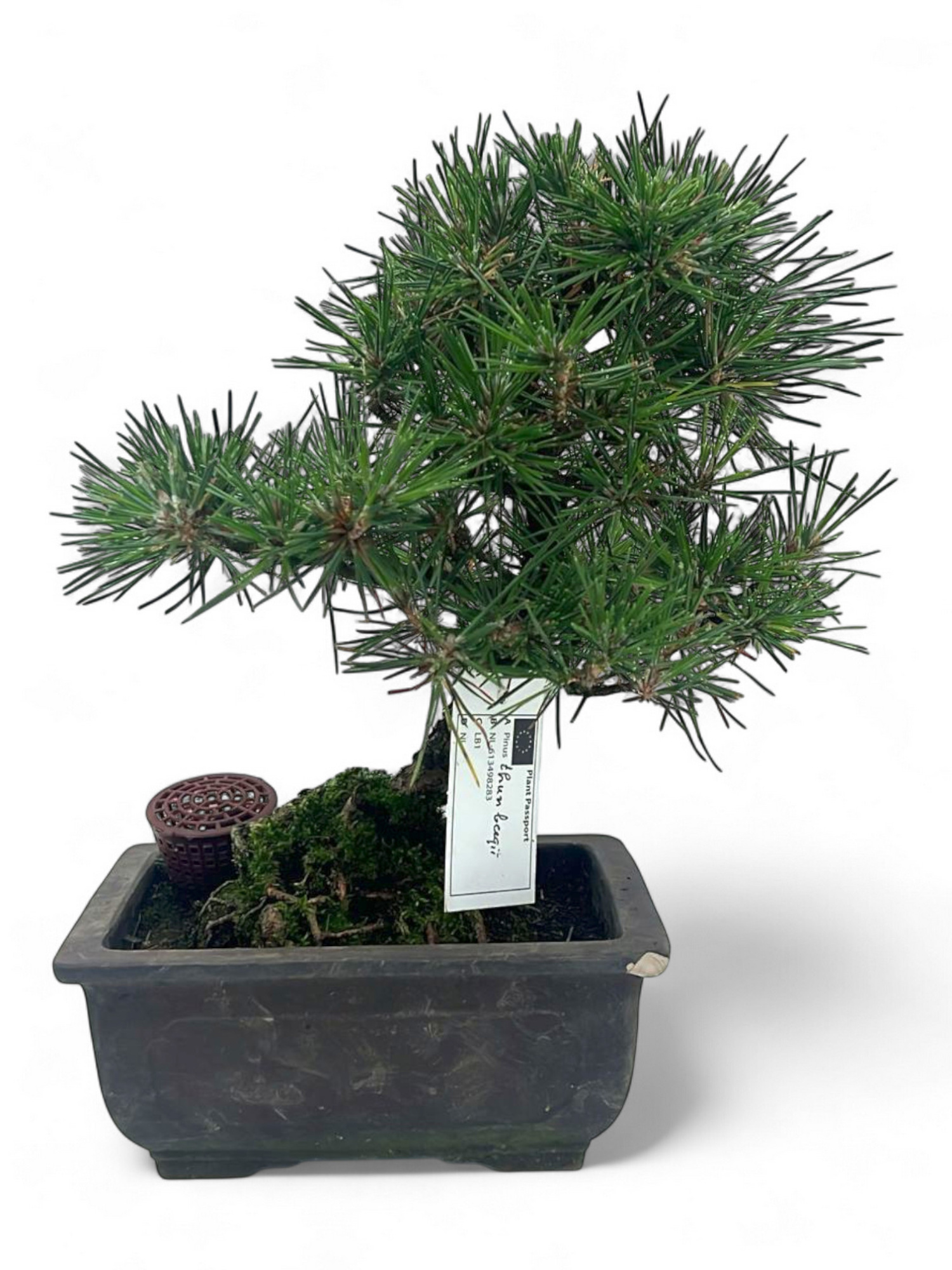 Pinus thunbergii, pot 19cm. Height 35cm. (single item), D 19