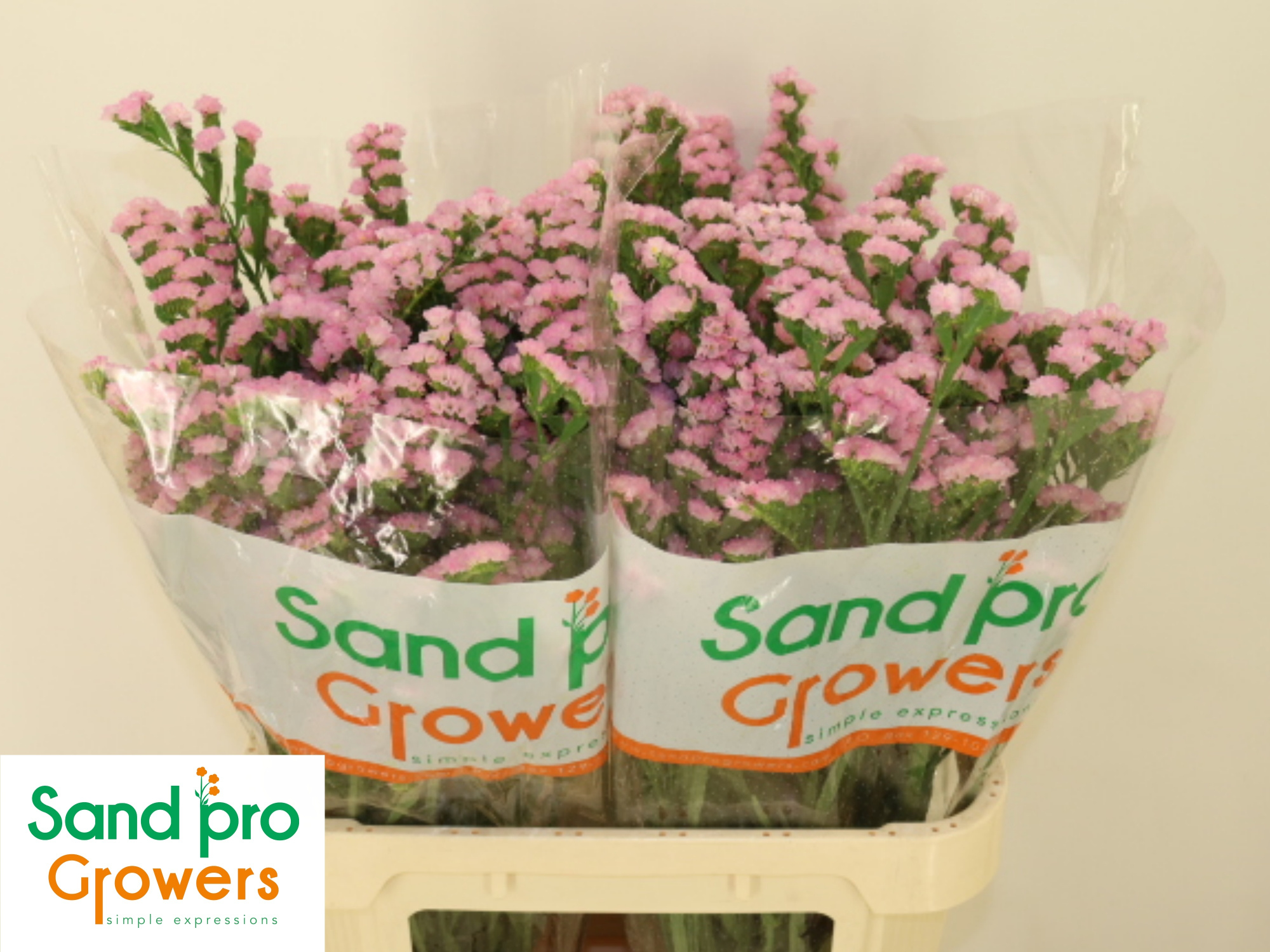 Статица Лючия Пинк 80, шт.