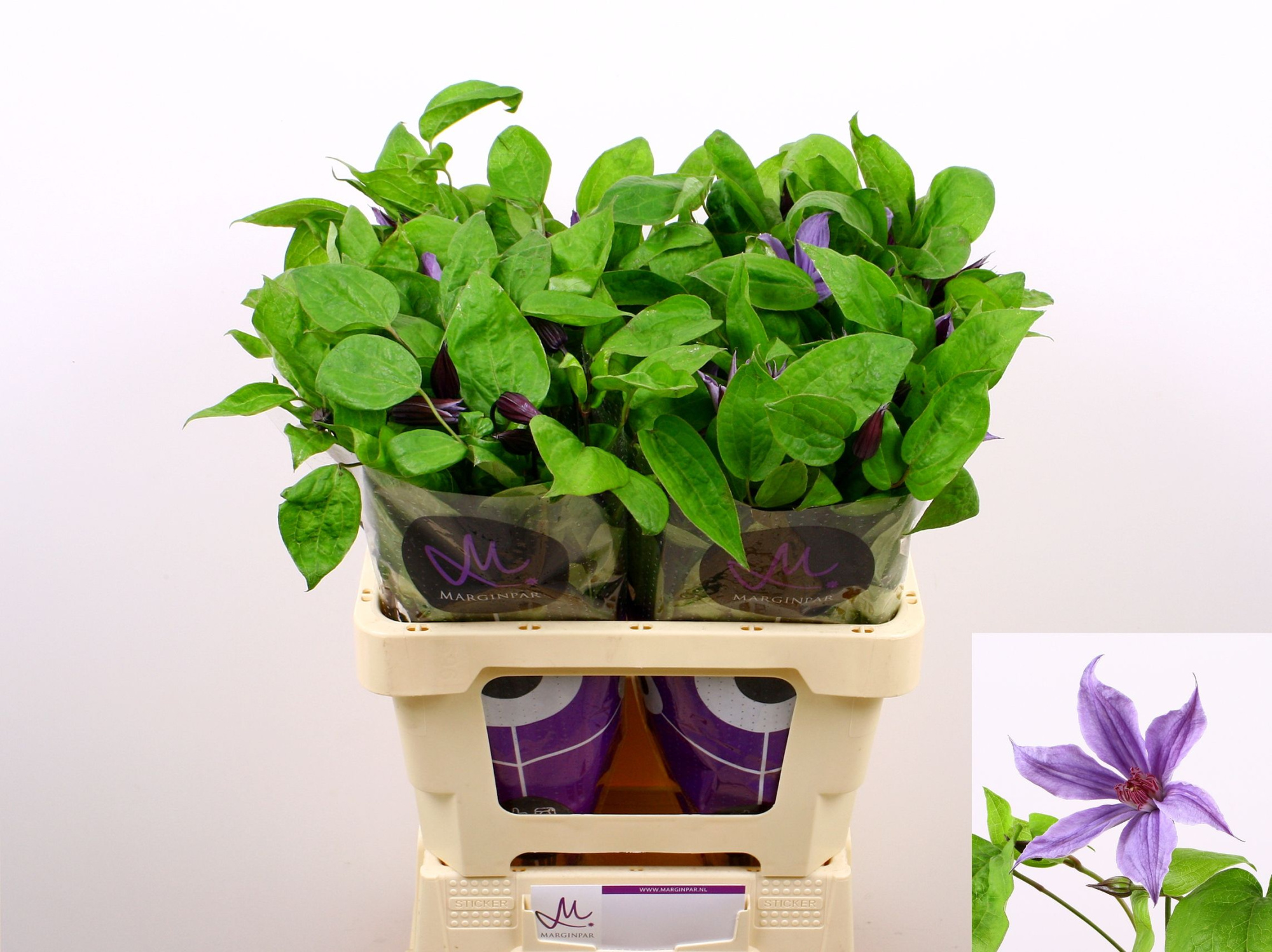 Клематис Эмейзин Гавана 60, шт.