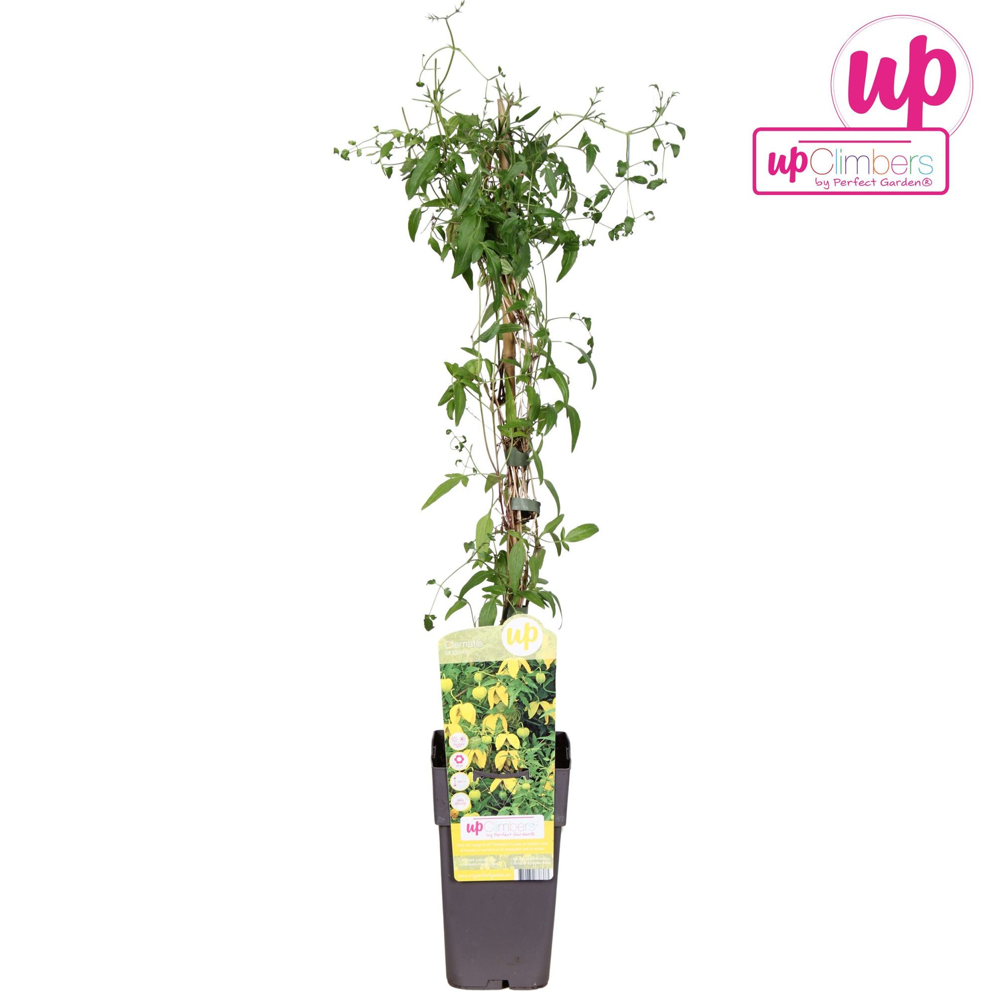 Clematis tangutica P15, D 15 cm