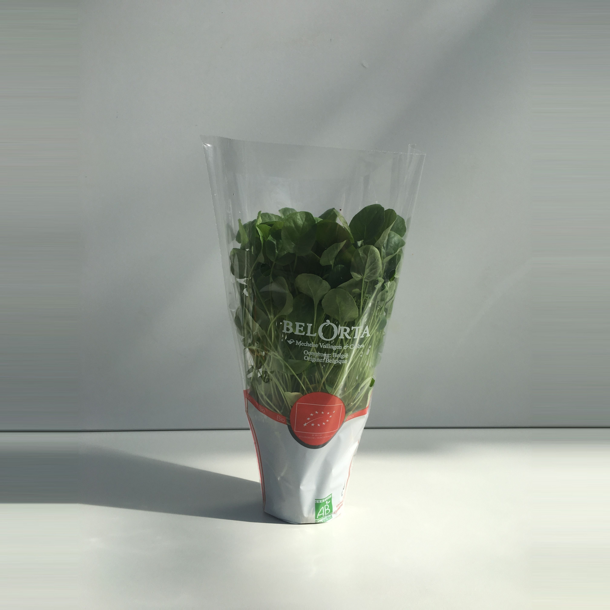 Barbarakruid P9, D 9 cm