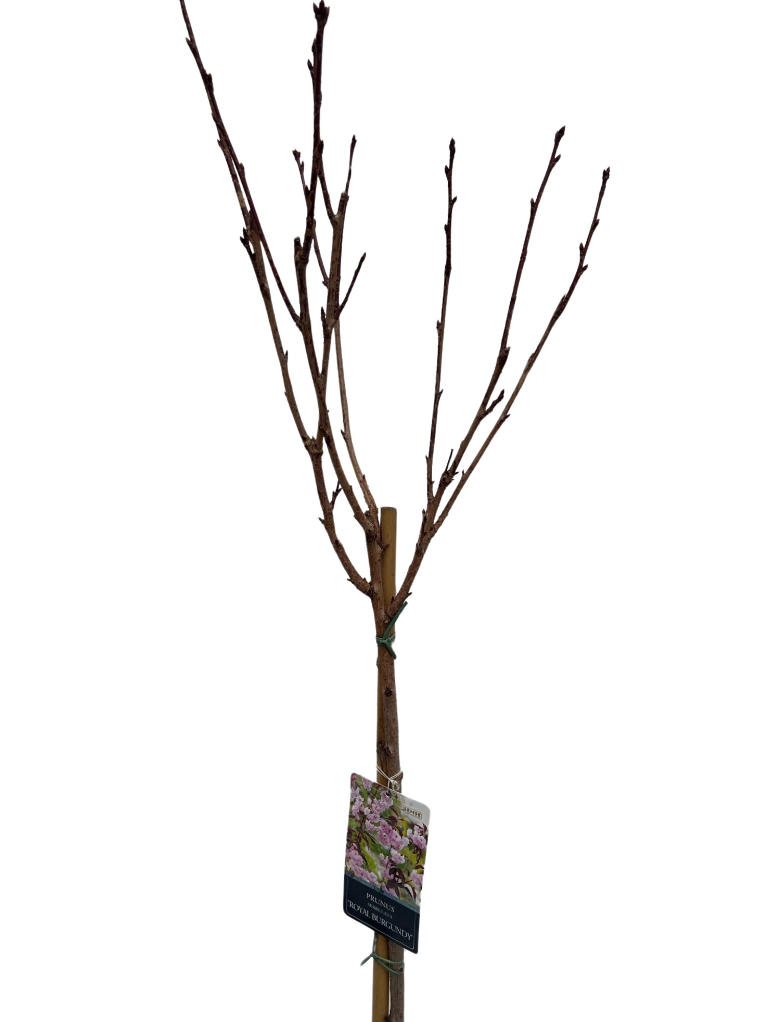 Prunus Royal Burgundy Stam 120cm, D 28