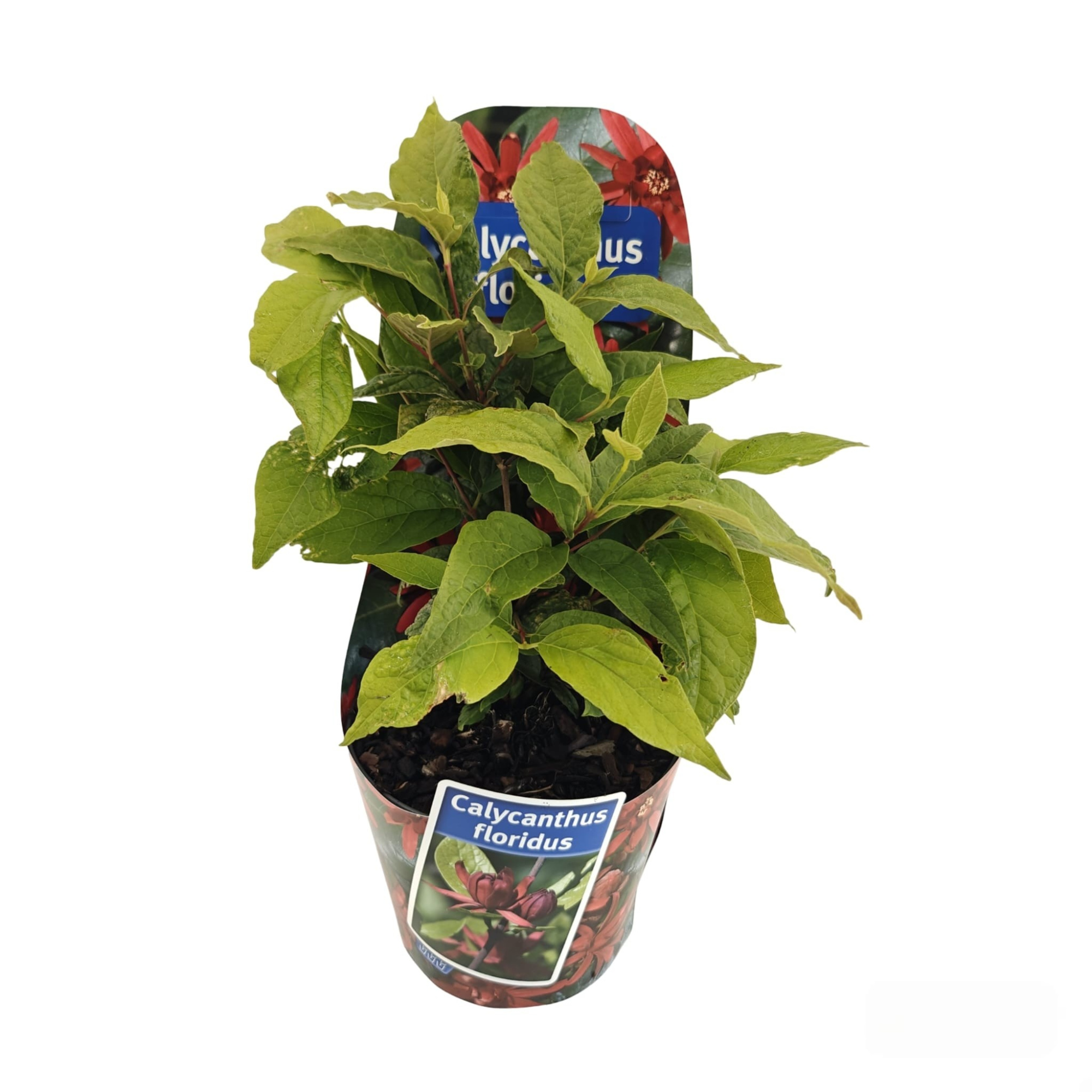 Calycanthus floridus (in potcover), D 17 cm