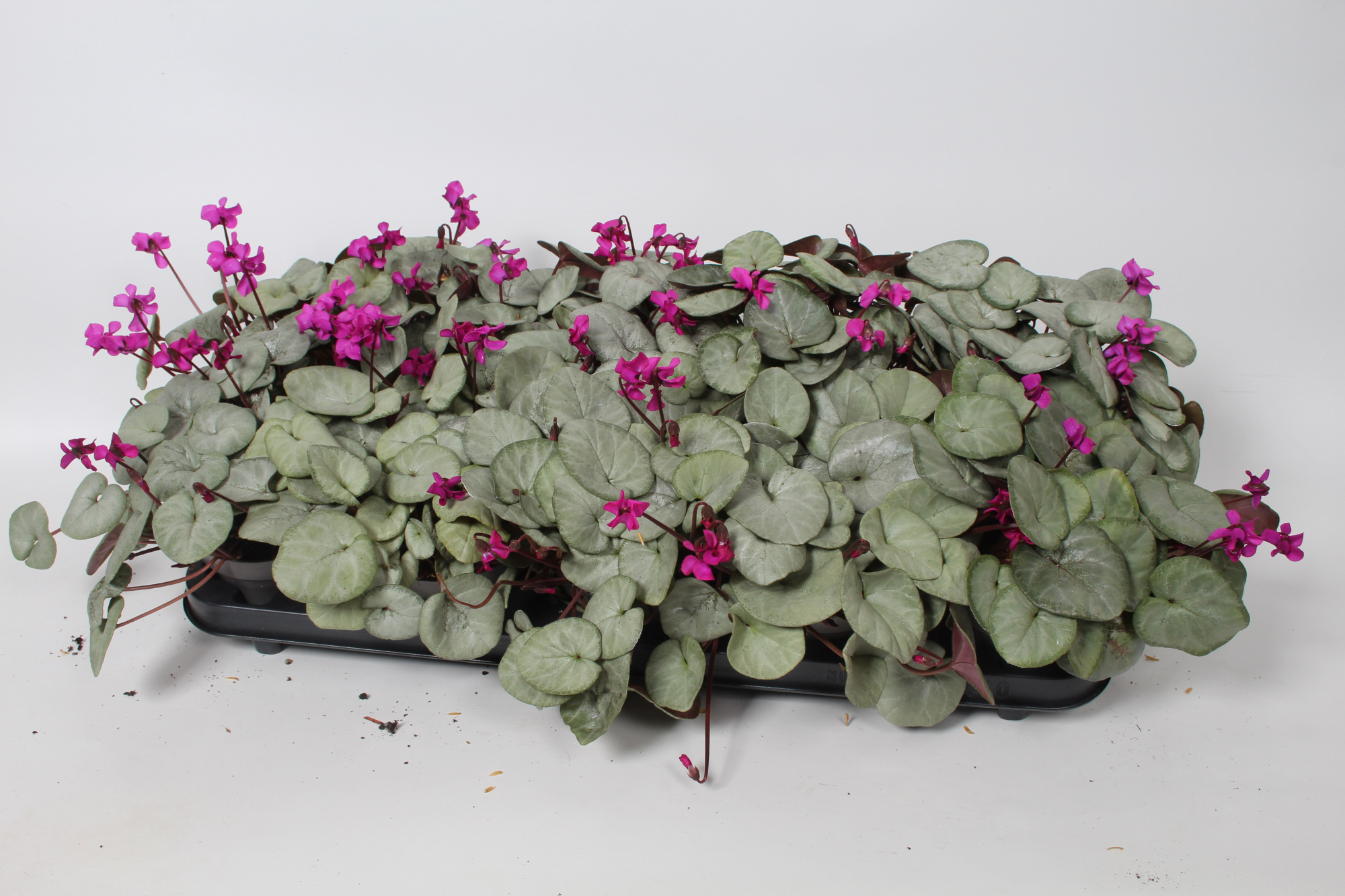 Cyclamen coum Paars grijs blad, D 10,5