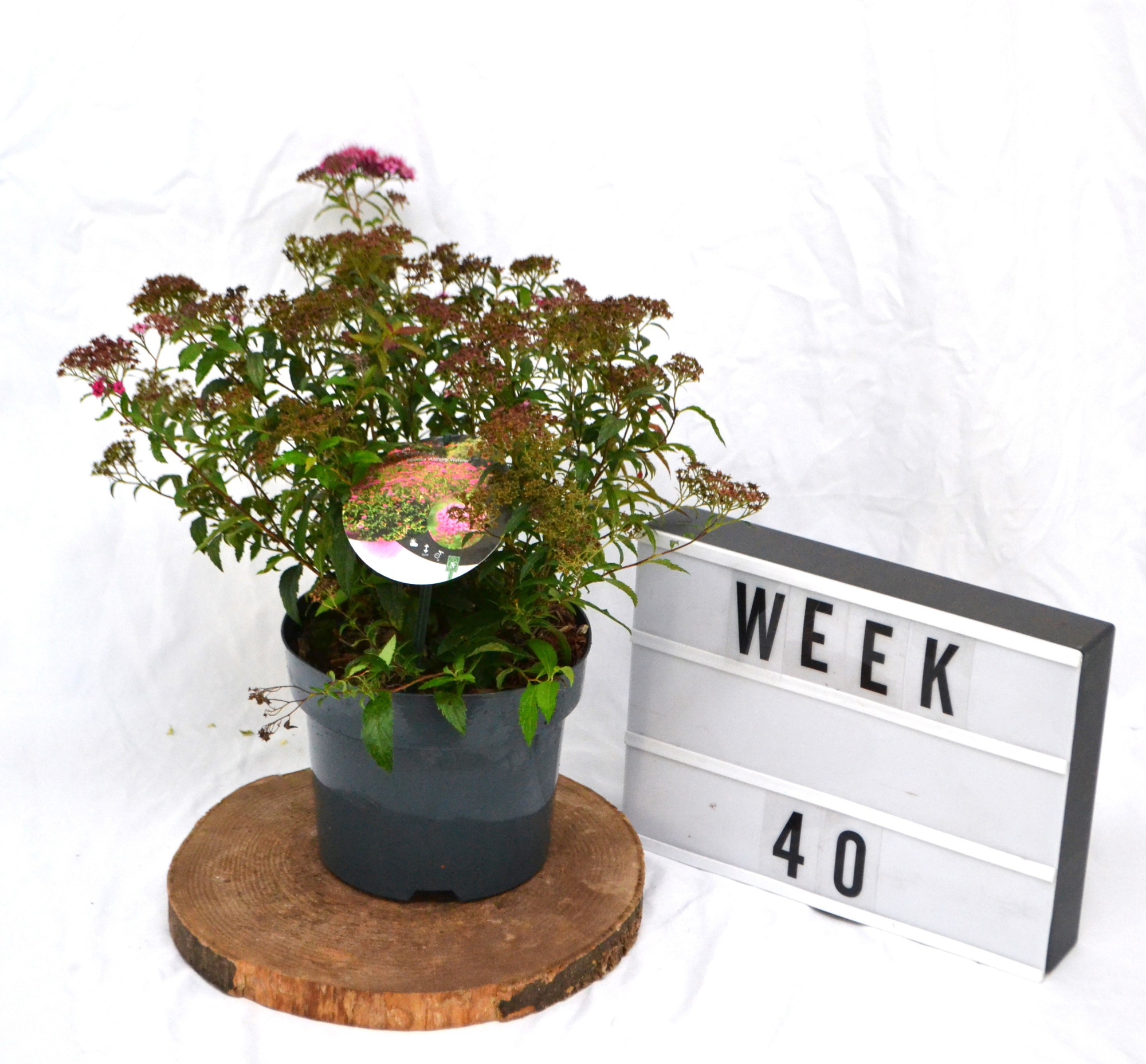 Spiraea japonica 'Anthony Waterer' C3, D 19 cm