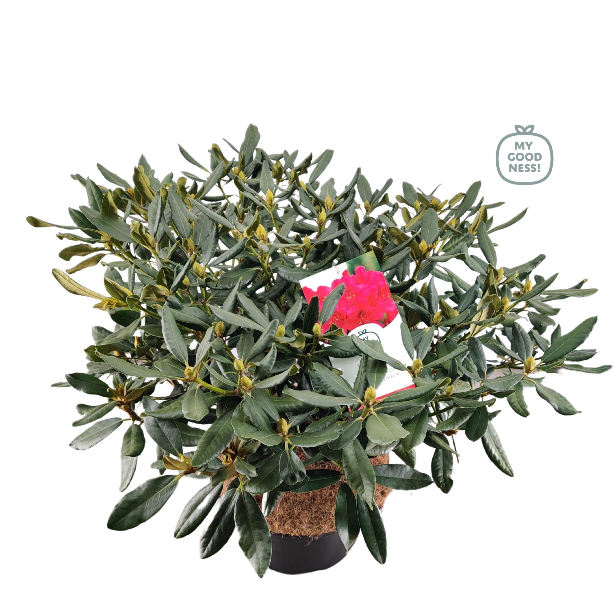 Rhododendron 100cm /25 liter 'Nova Zembla', D 38 cm