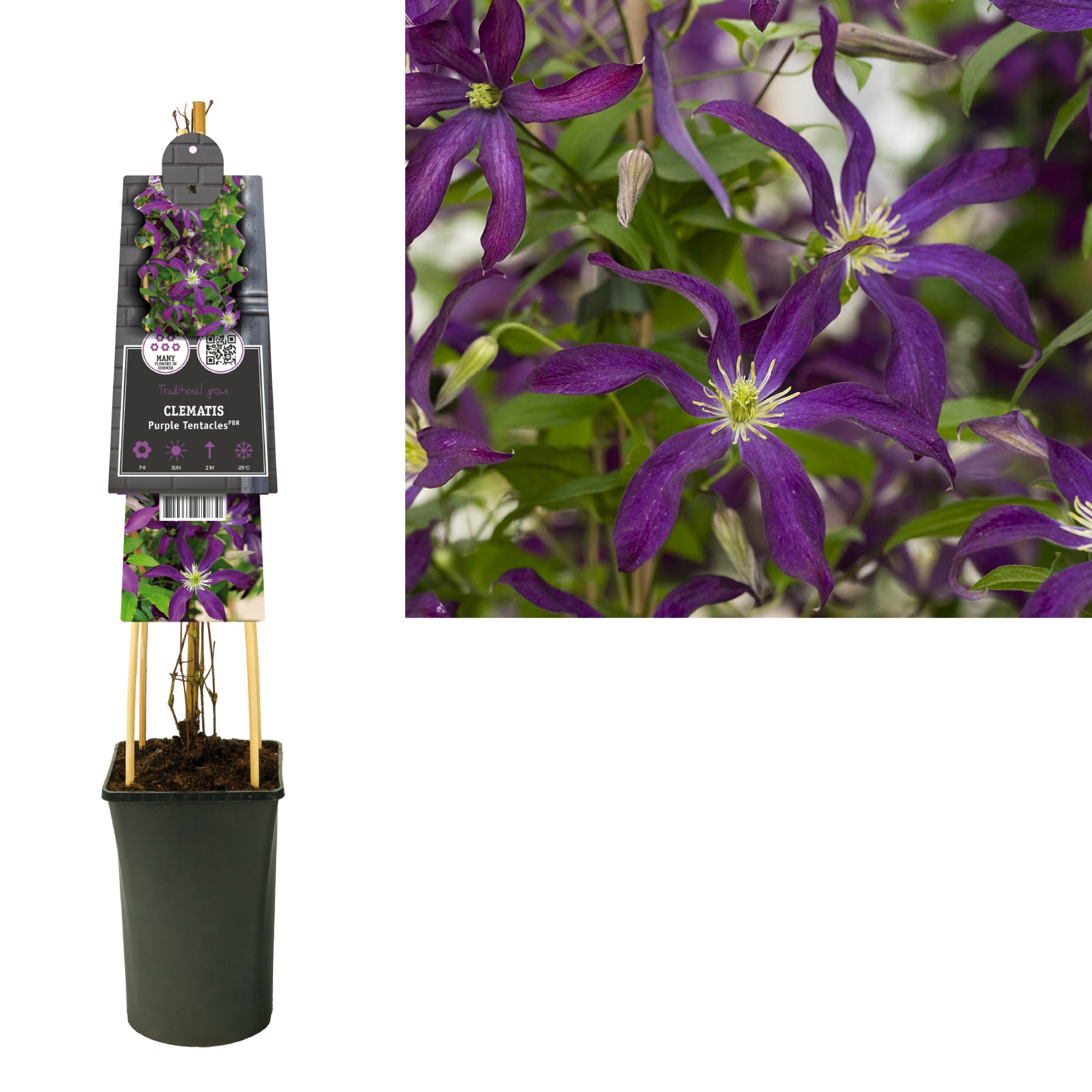 Clematis Purple Tentacles PBR +3.0 label, D 17