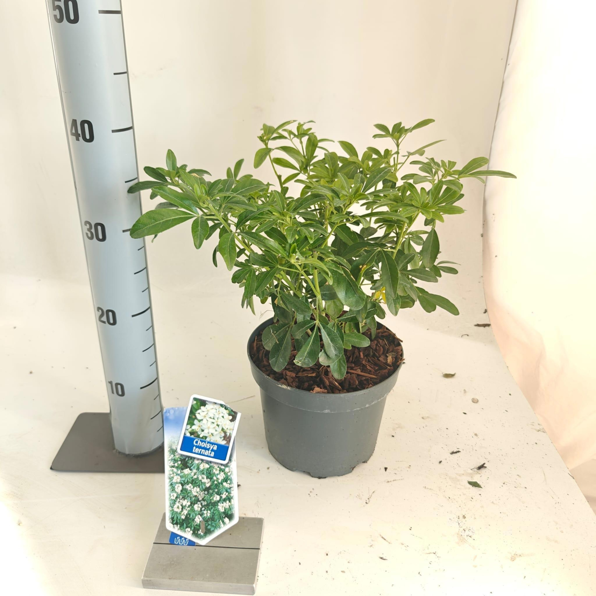 Choisya ternata, D 19