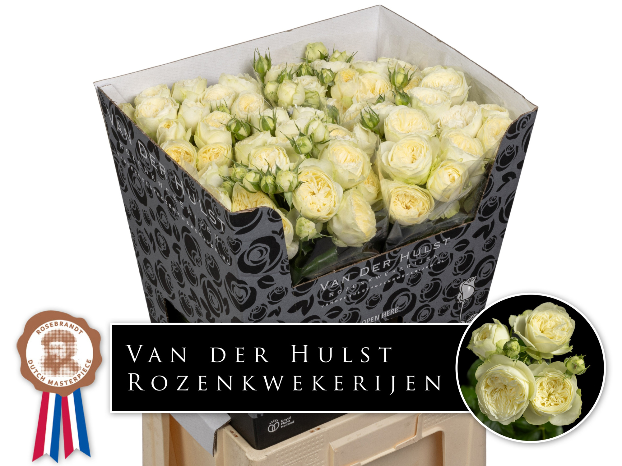 Роза куст. Аяла! 70, шт.