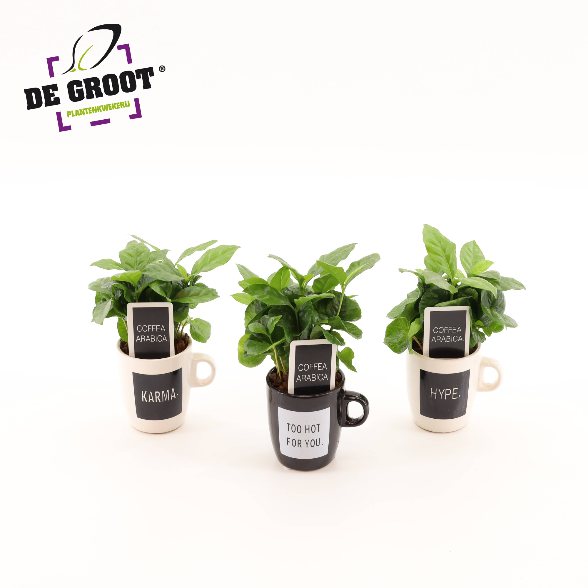 Coffea in koffiemok "Quotes", D 8 cm