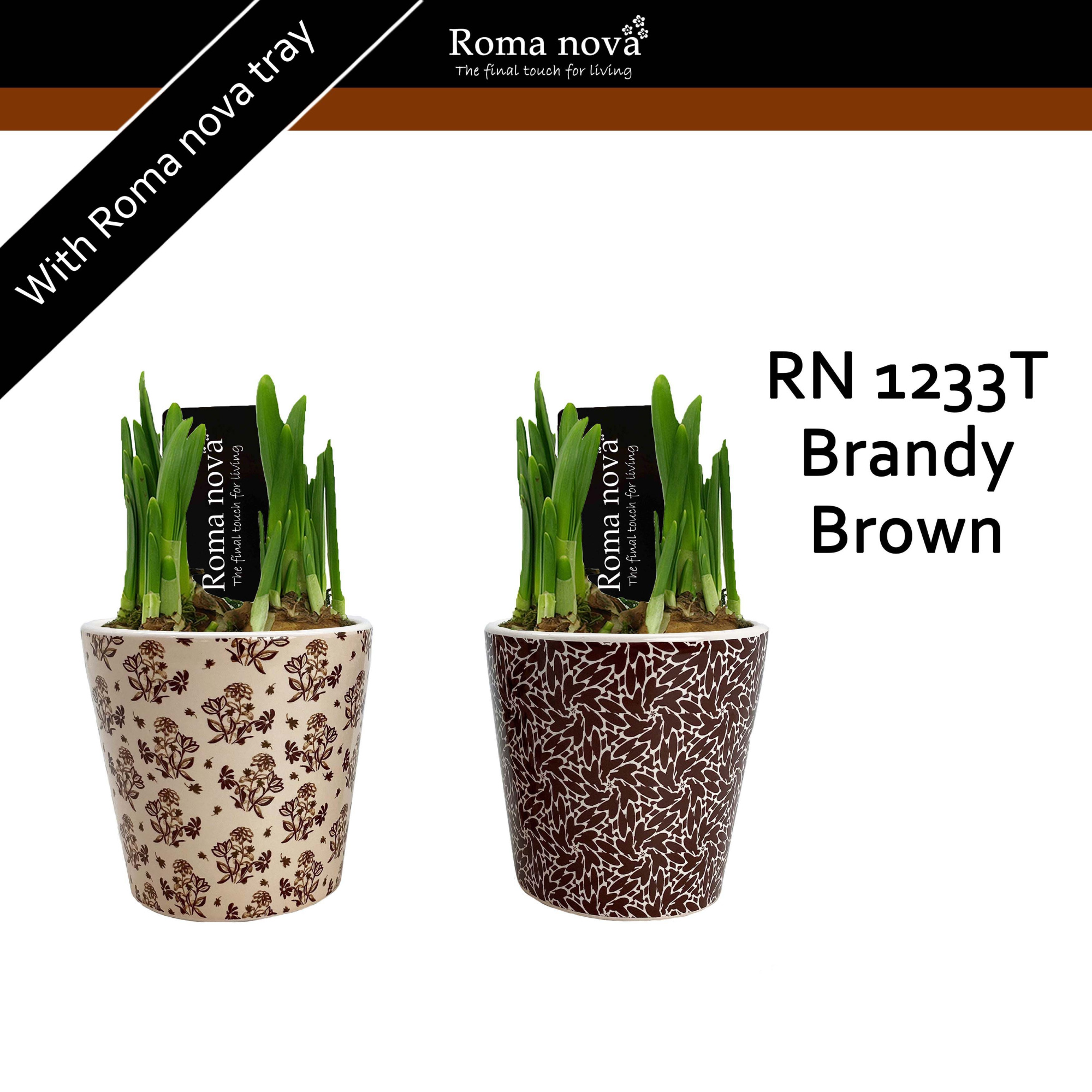 1233T - Brandy Brown (Tete a Tete), D 10 cm