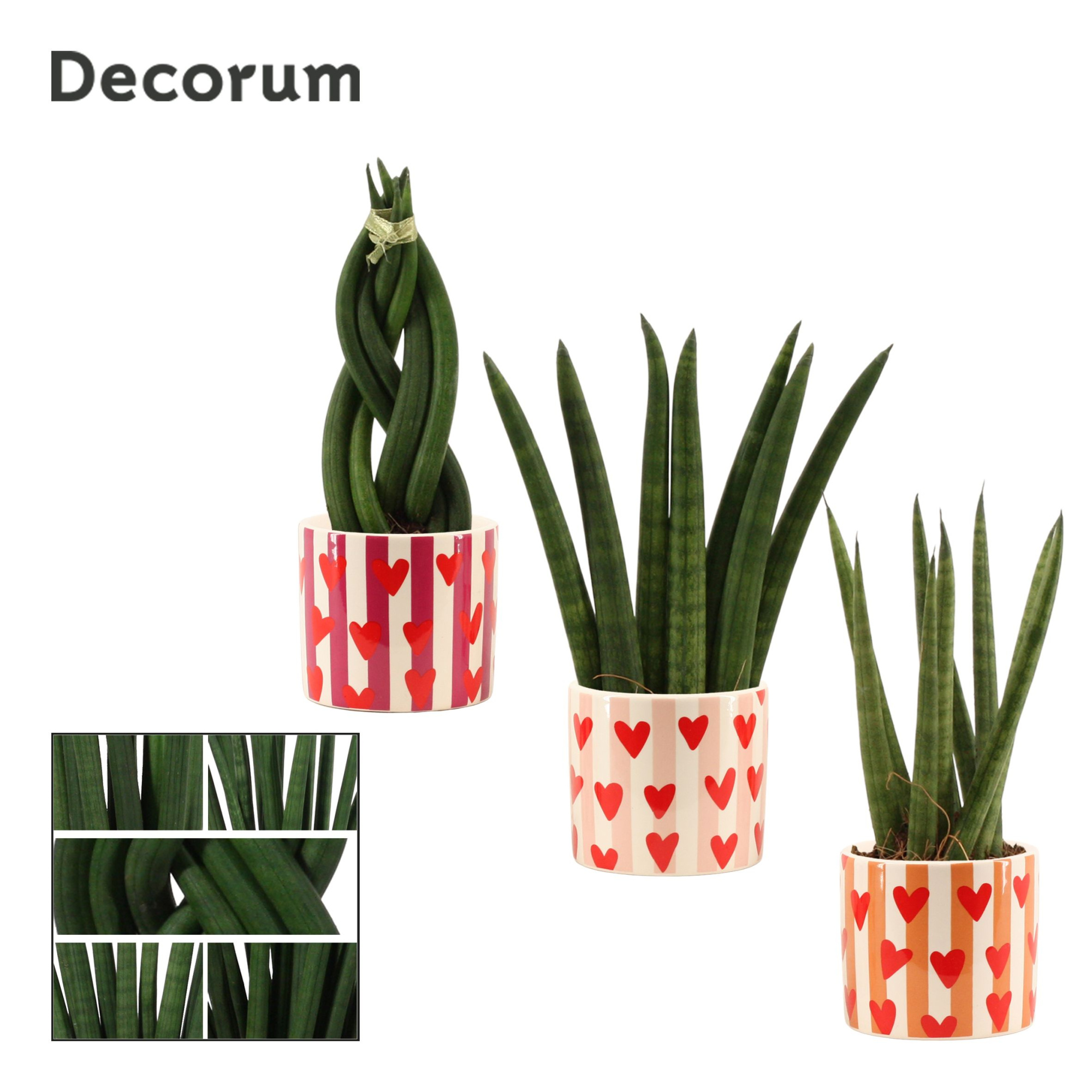 Sansevieria Cylindrica 6 cm mix in Noura (Bubblicious-collection, D 6 cm