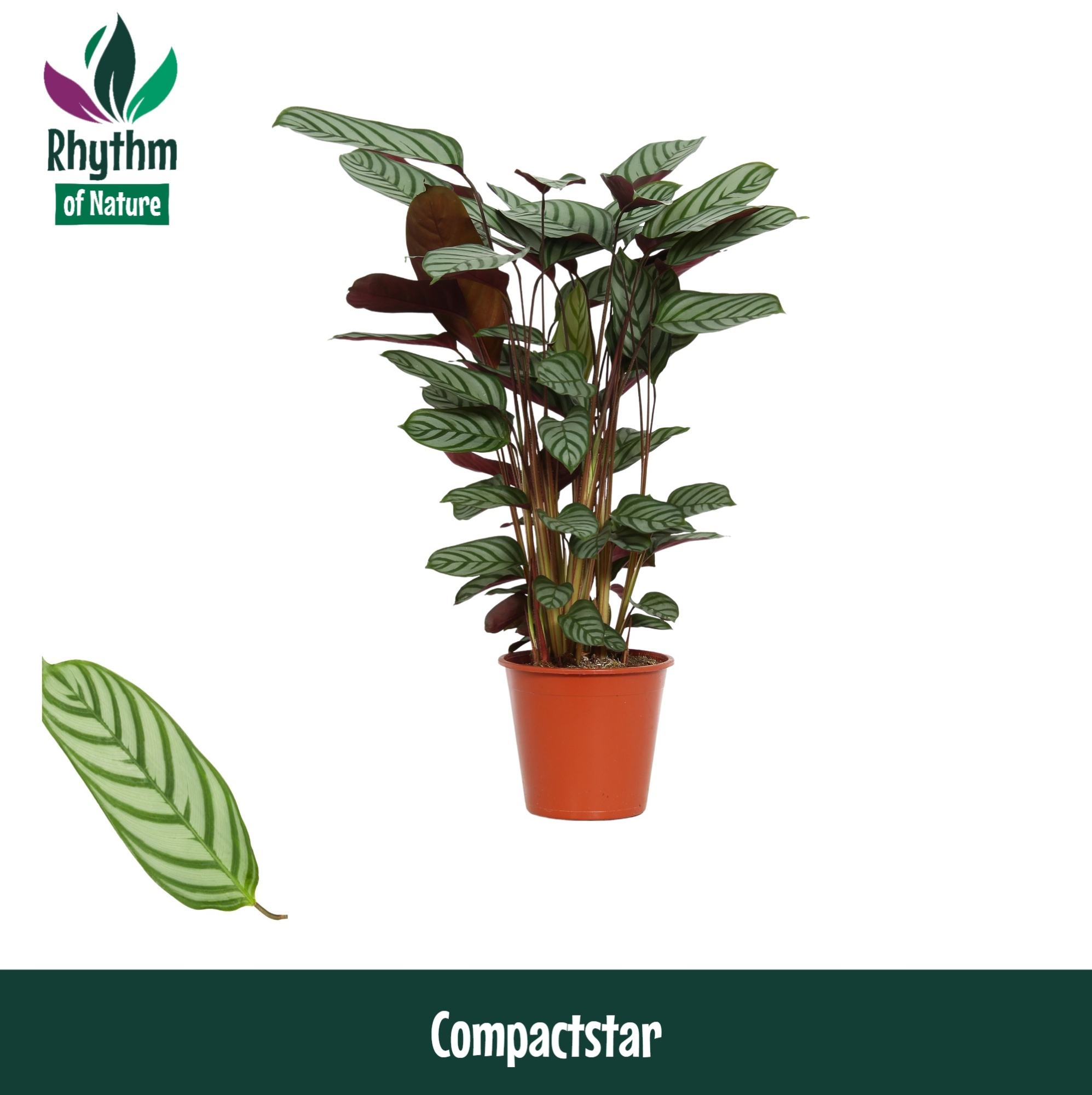 Calathea 17cm Compactstar - Rhythm of Nature (Ctenanhte), D 17