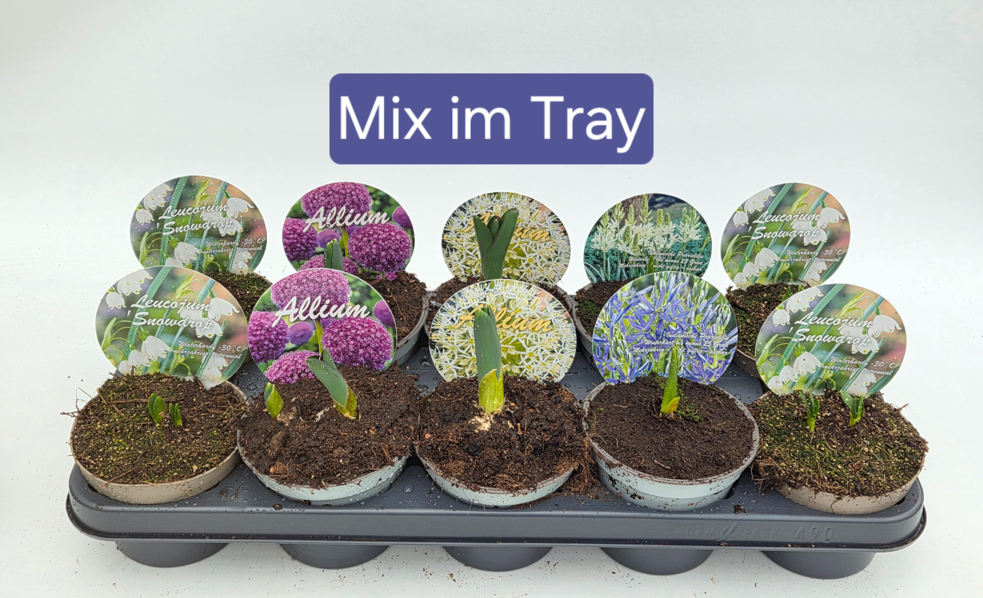 Zwiebelmix-Allium-Camassia-Leucojum, D 12