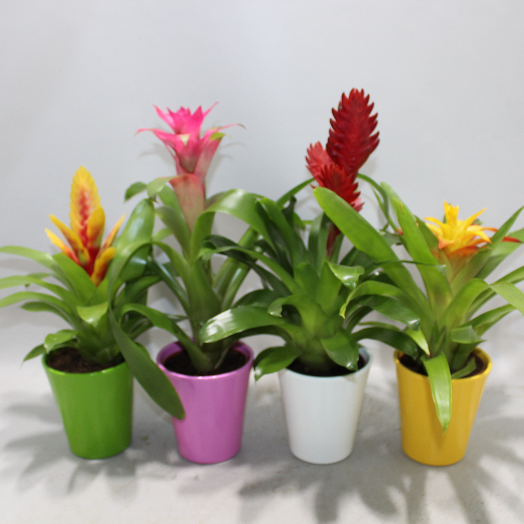 Bromelia Adventure Gemengd 10.5cm Coco (Met Hoes), D 10,5 cm