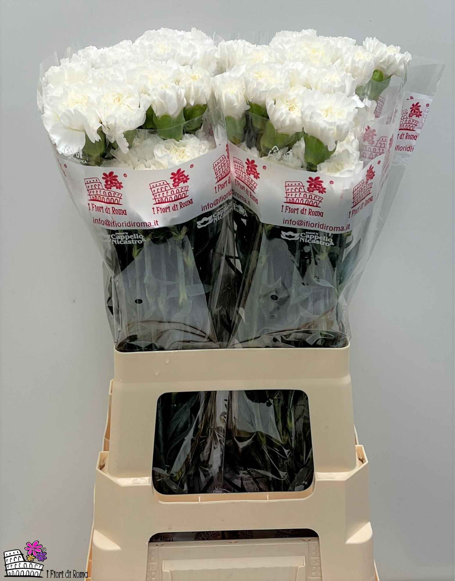 Диантус од. Антарктика, шт.