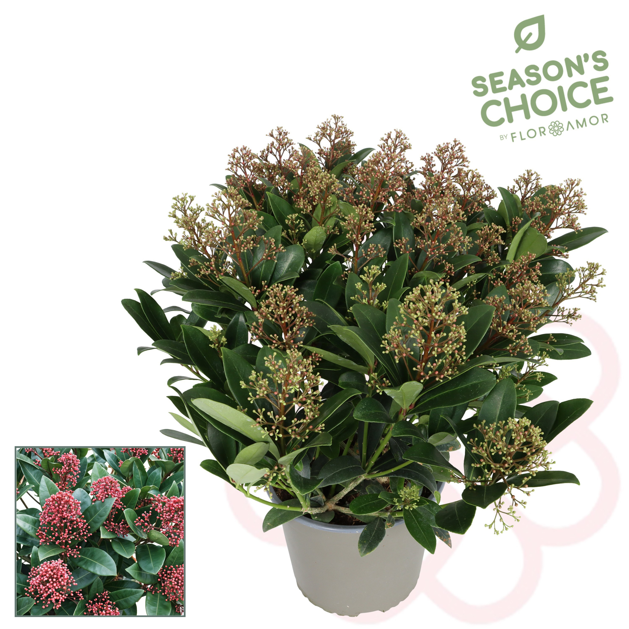 Skimmia rubella 20+ bl, D 19 cm