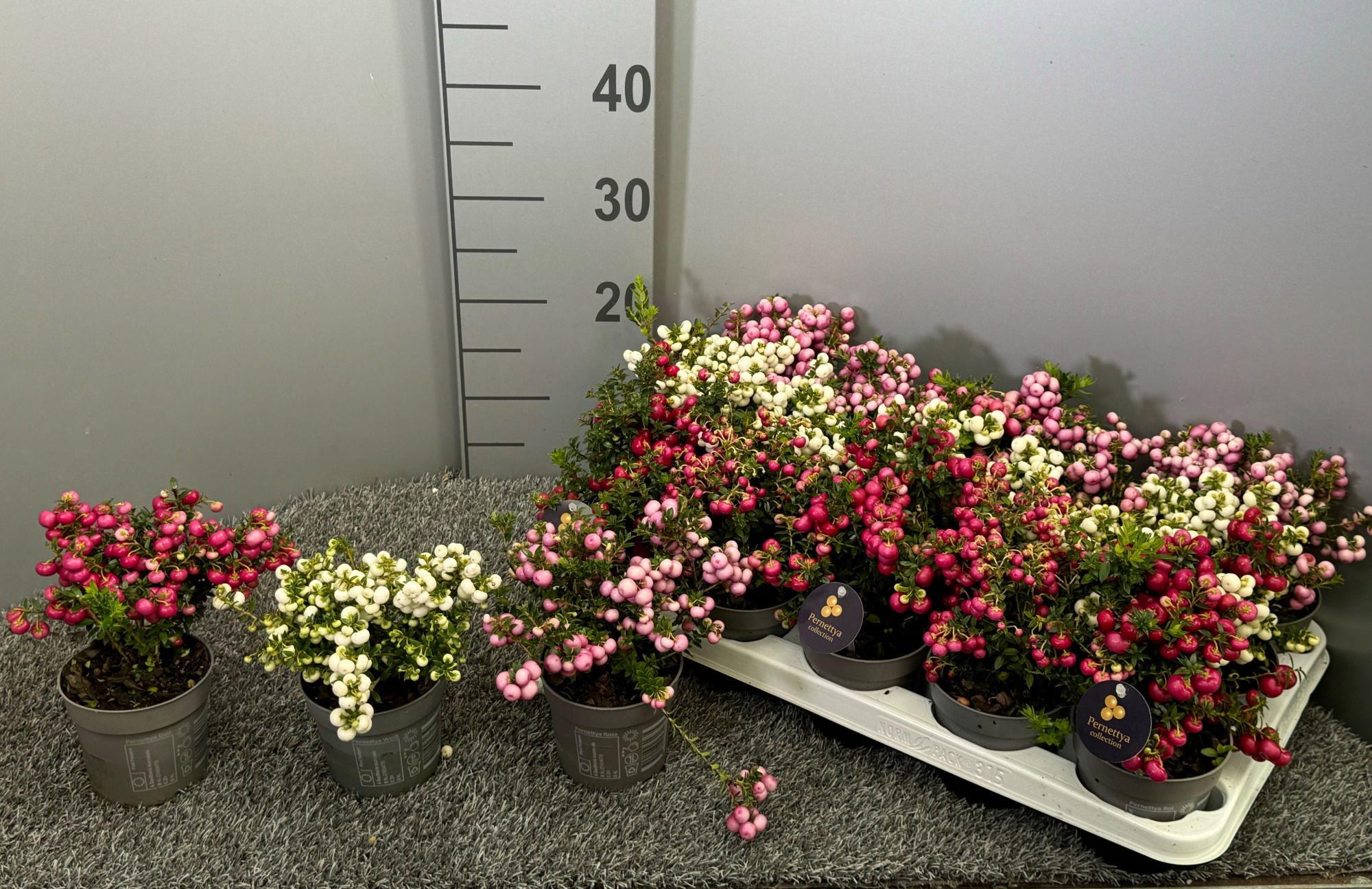 Pernettya mix in tray middel, D 10,5 cm