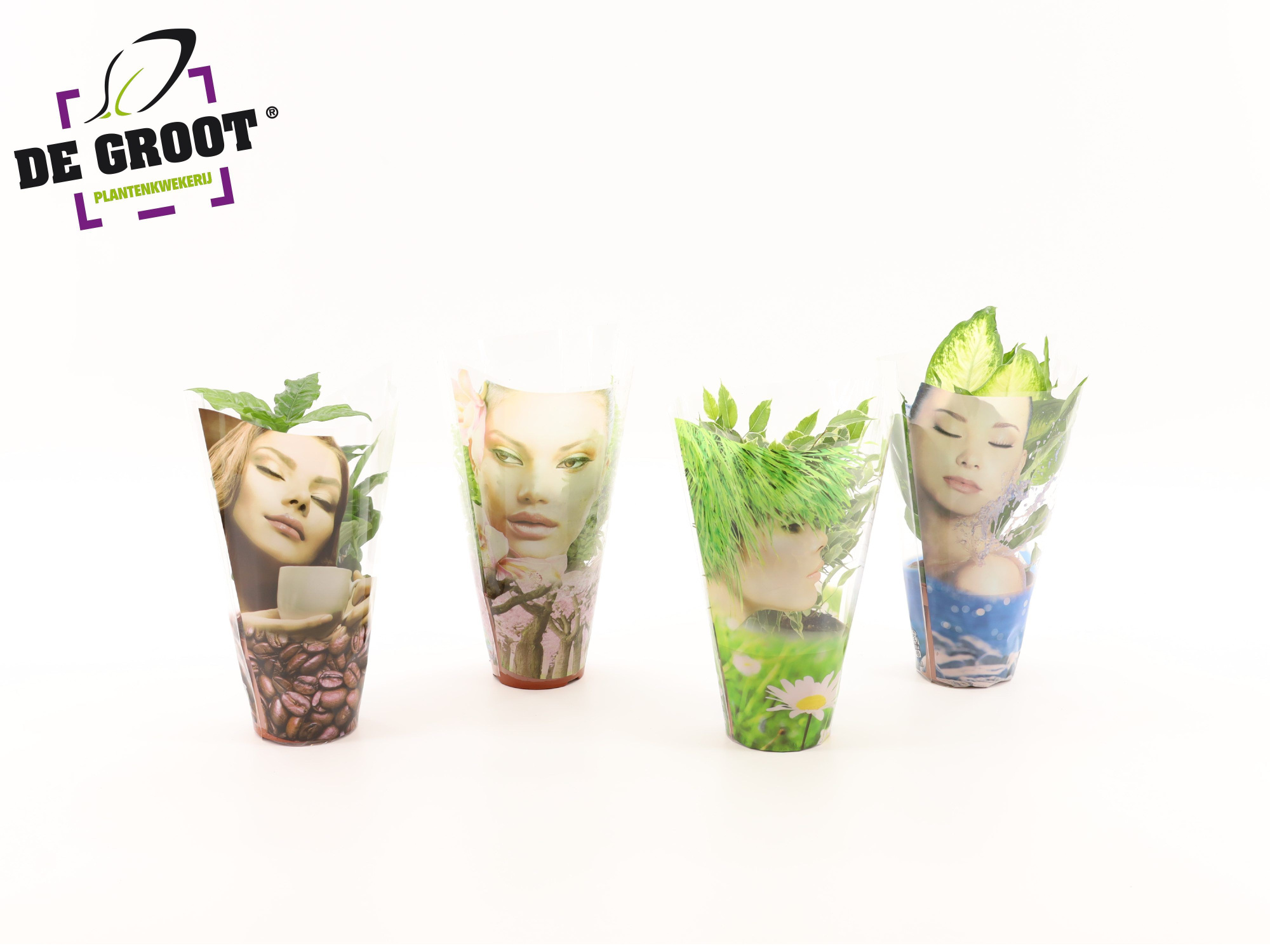 Groenmix compact in hoes "Face", D 12 cm