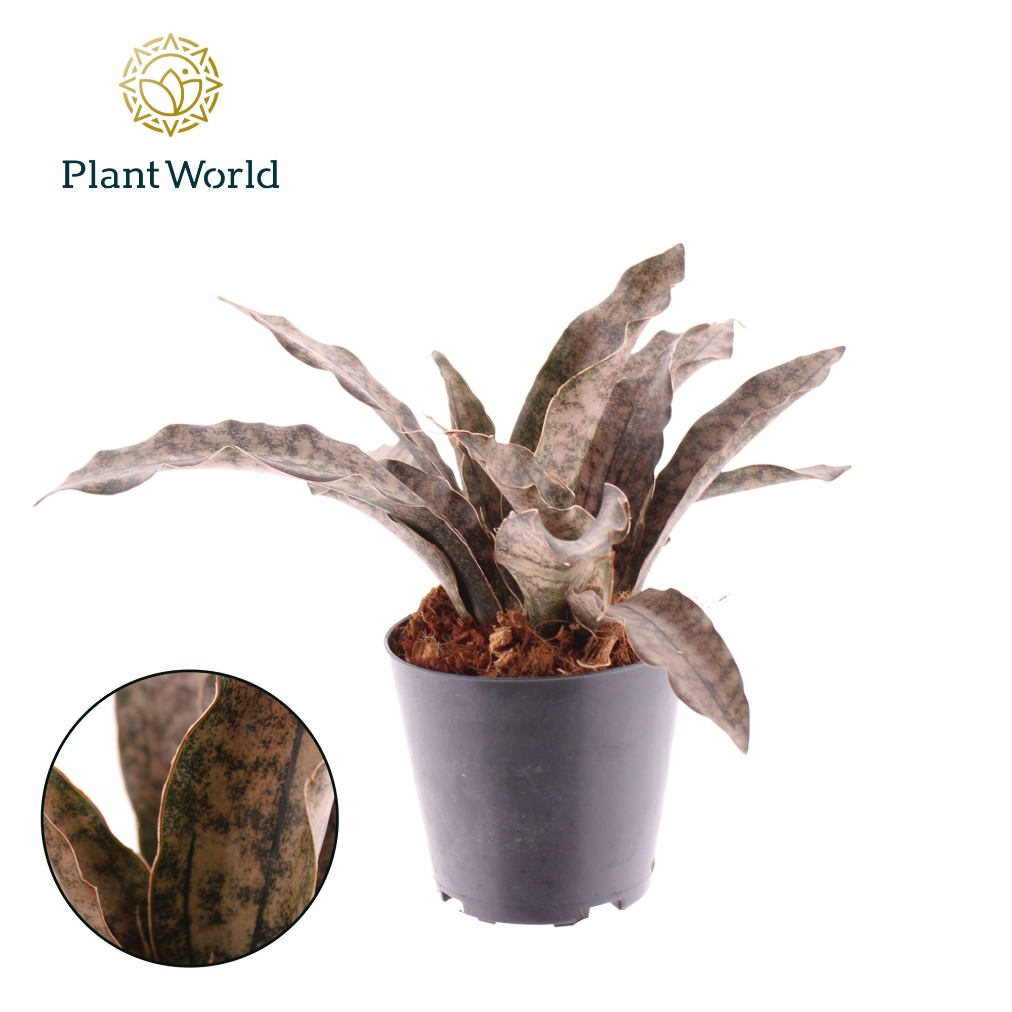 Sansevieria Copper Tone, D 12