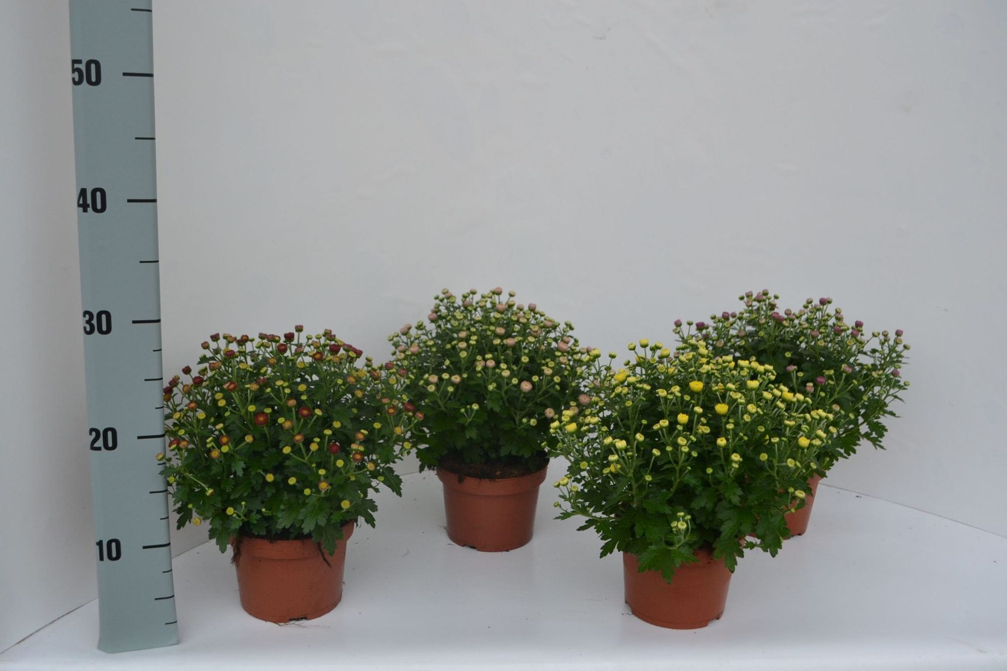 215 SV : Pot 12 cm Chrysant mix kleuren, D 12 cm