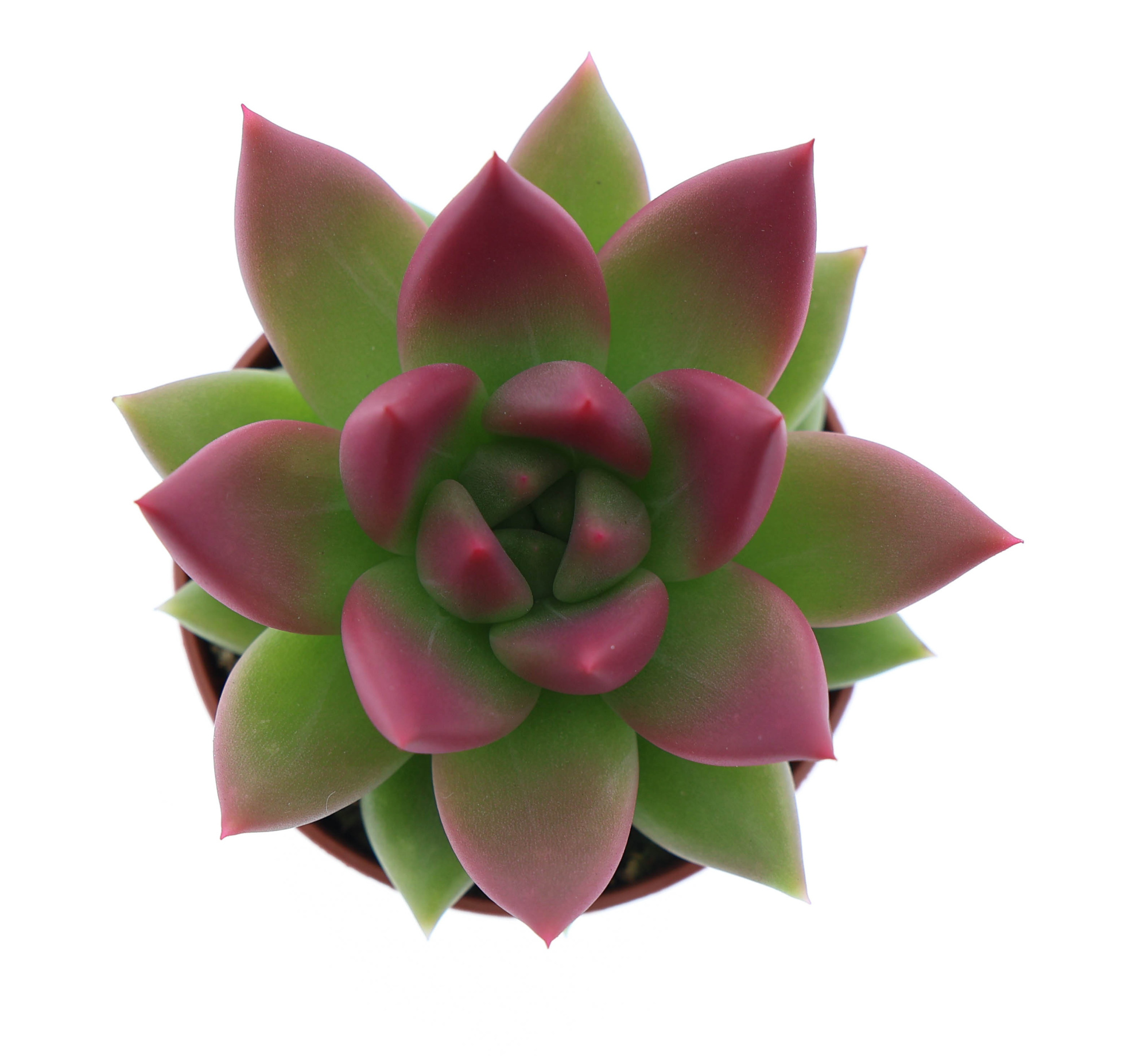 Miranda tips bordeaux red, D 5,5 cm