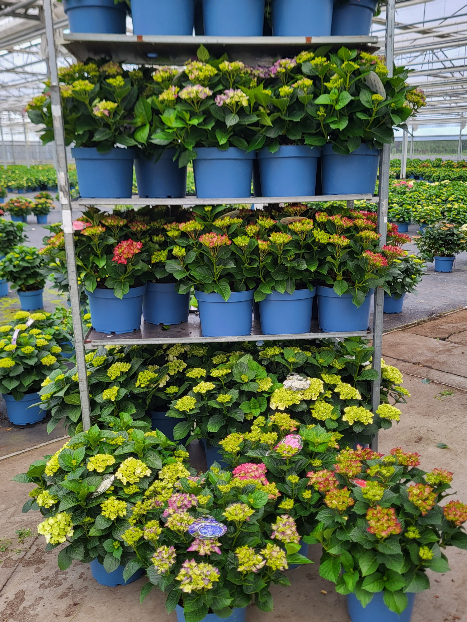 Hydrangea mix cc 29cm, D 29