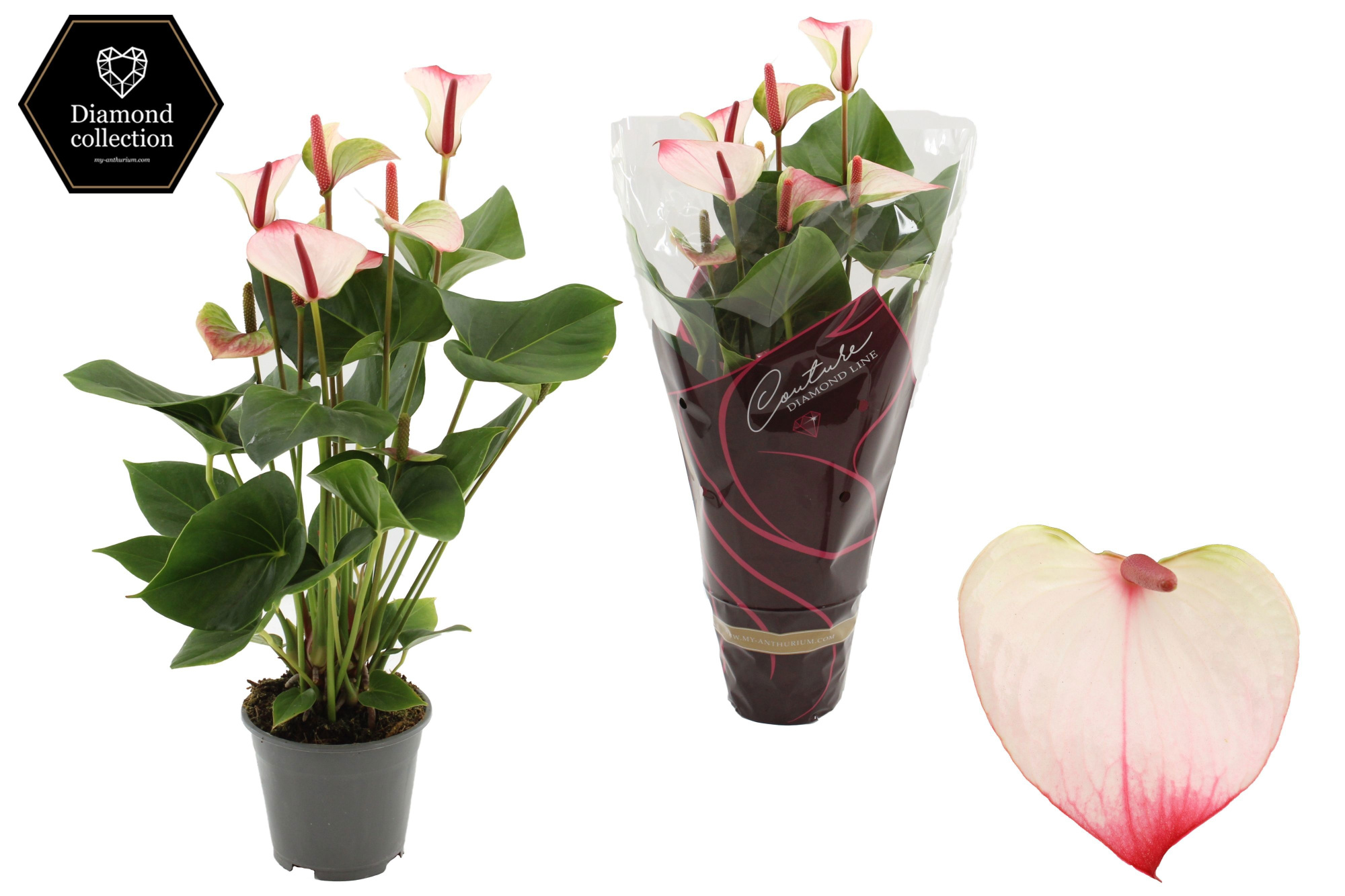 Anthurium 14 cm Amalia Elegance in Couture Diamond Line Purple sleeve, D 14