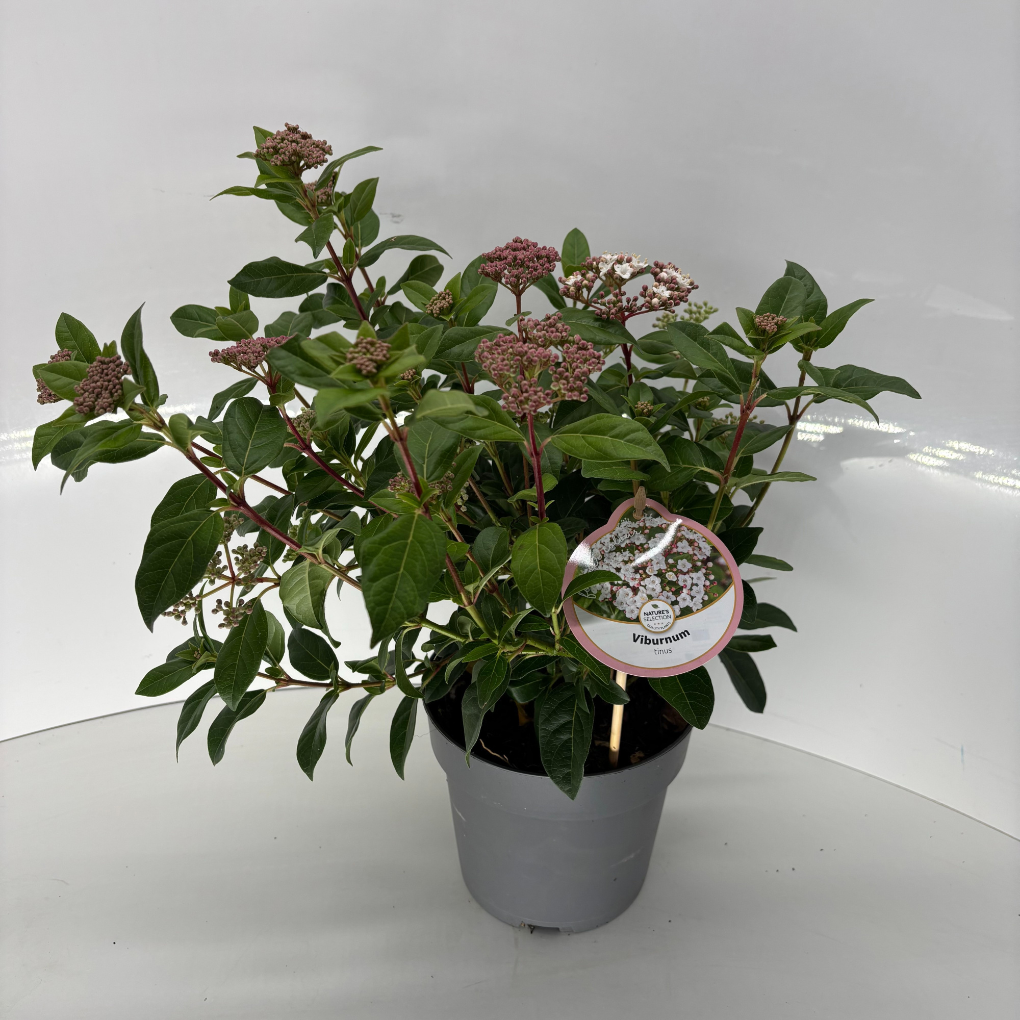 Viburnum tinus, D 17