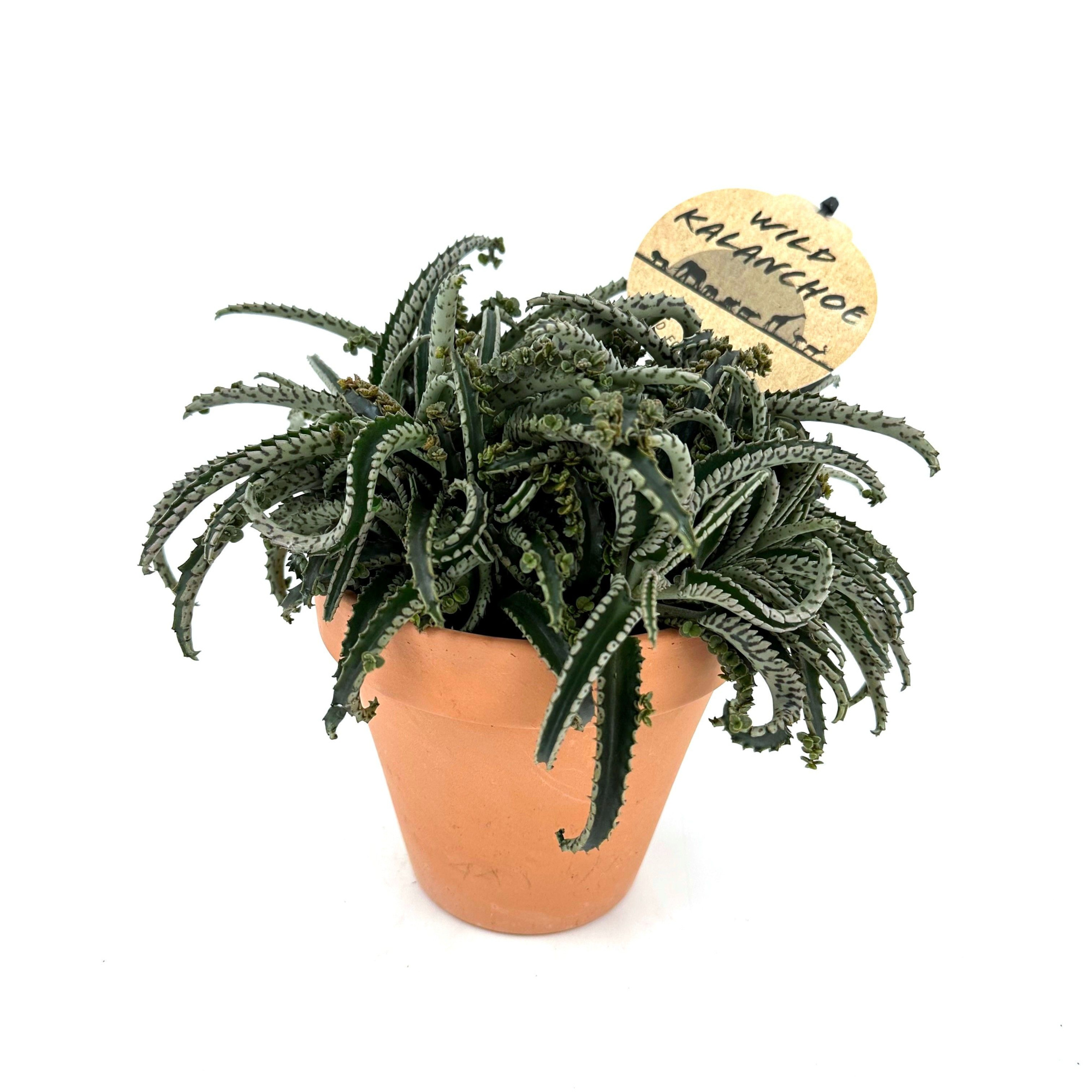 Wild Kalanchoe Dai. Octopus w/claypot, D 13 cm