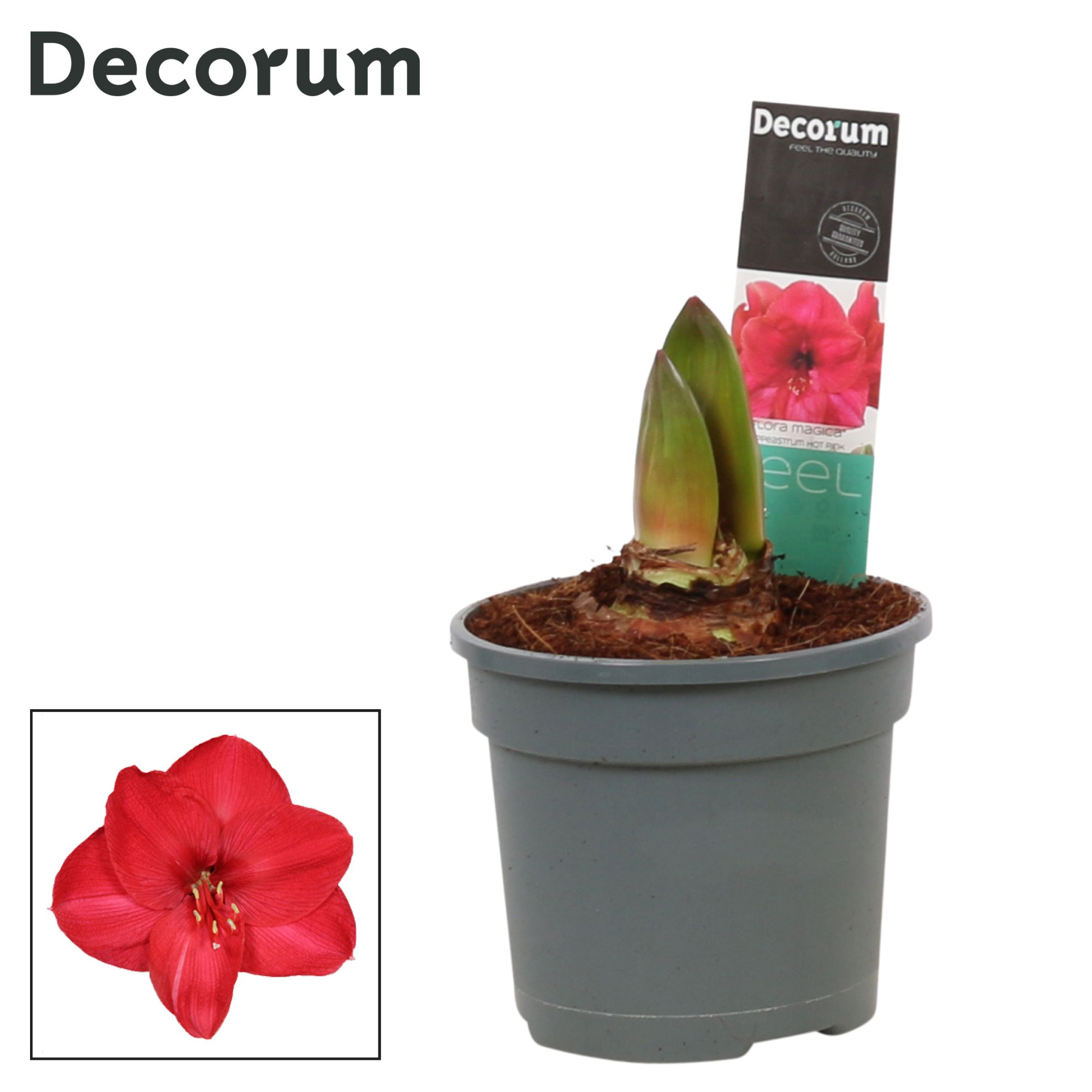 Amaryllis Hot Pink 2 Knop (Decorum), D 13 cm
