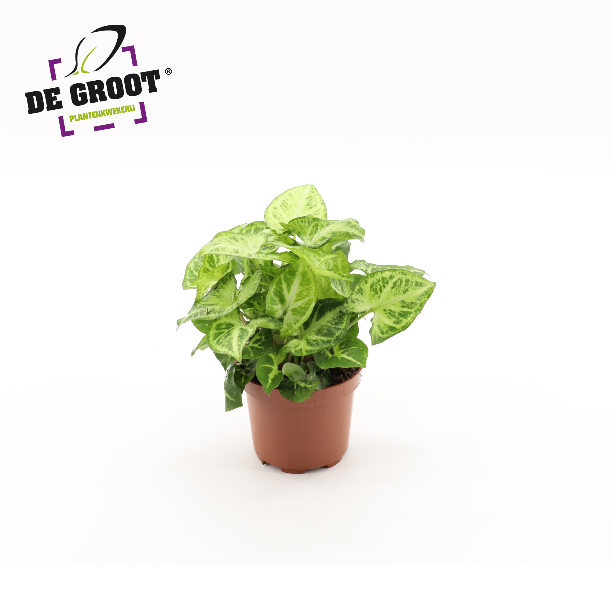 Syngonium Arrow, D 12