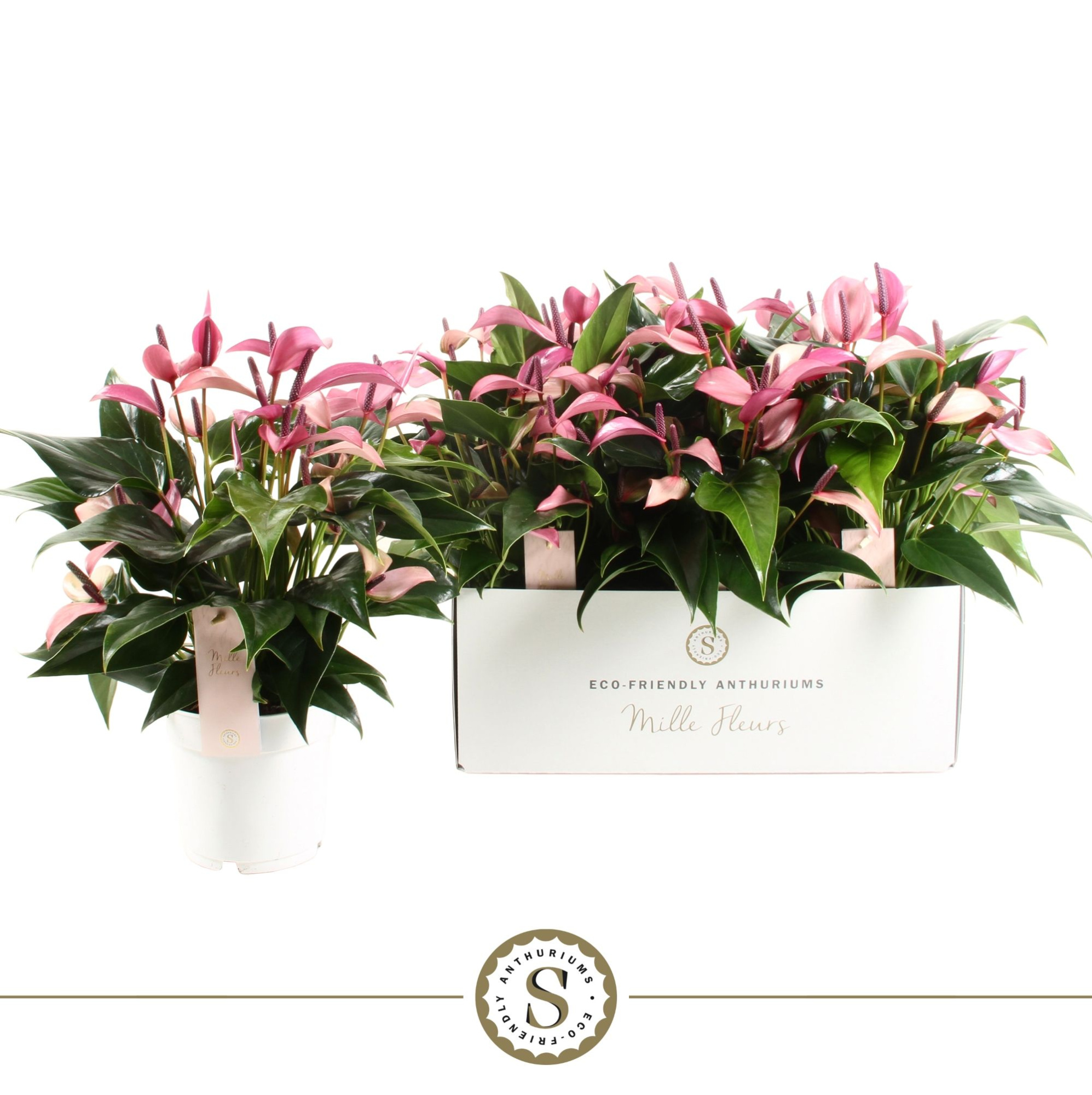 Mille Fleurs Zizou 14cm, D 14 cm