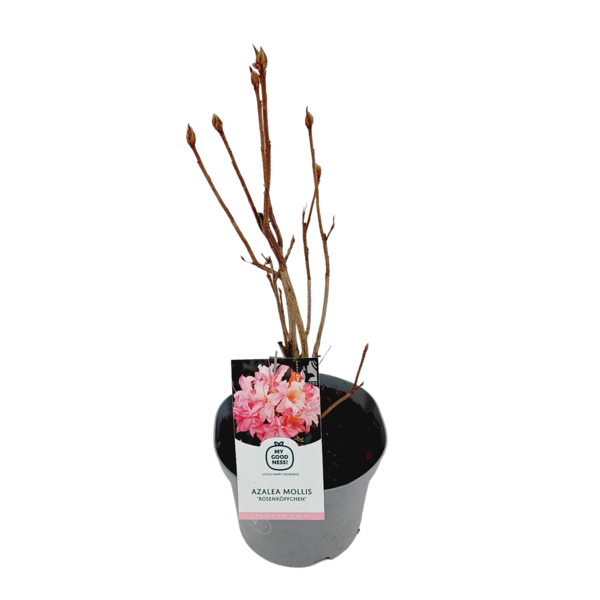 Azalea Mollis 40 /C5 'Rosenkopfchen', D 23