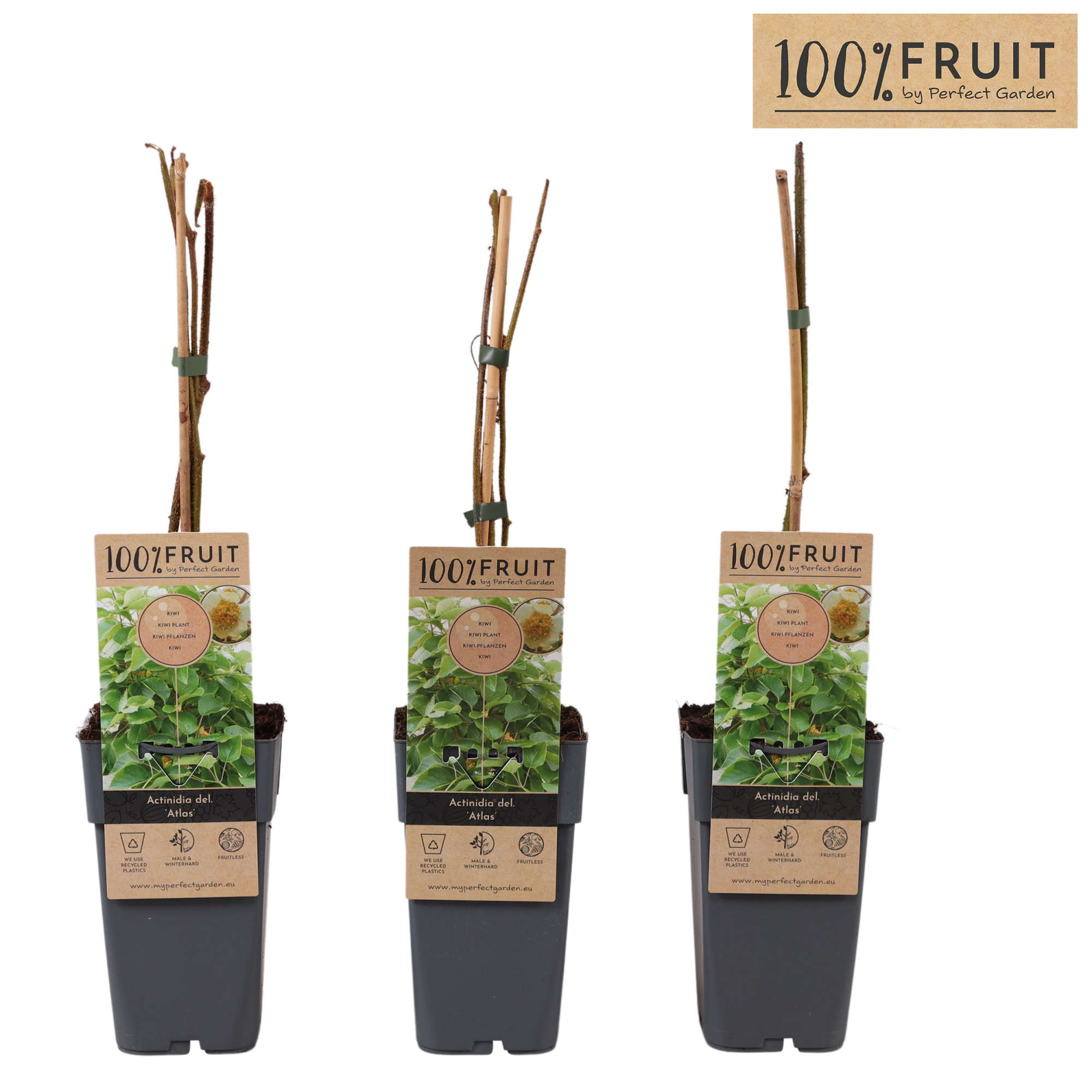 Actinidia chinensis Atlas (mnl) P15, D 15