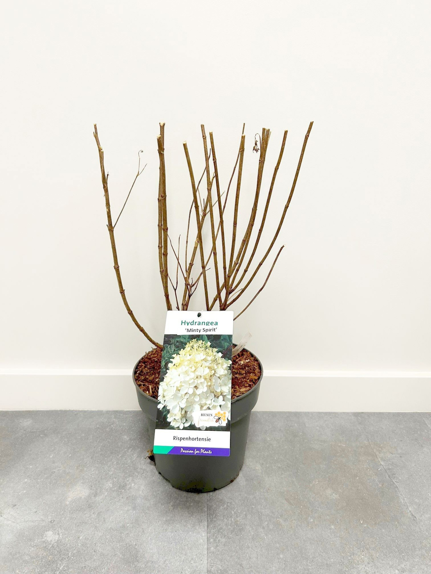 Hydrangea pan. 'Minty Spirit' 50-60C5, D 23 cm