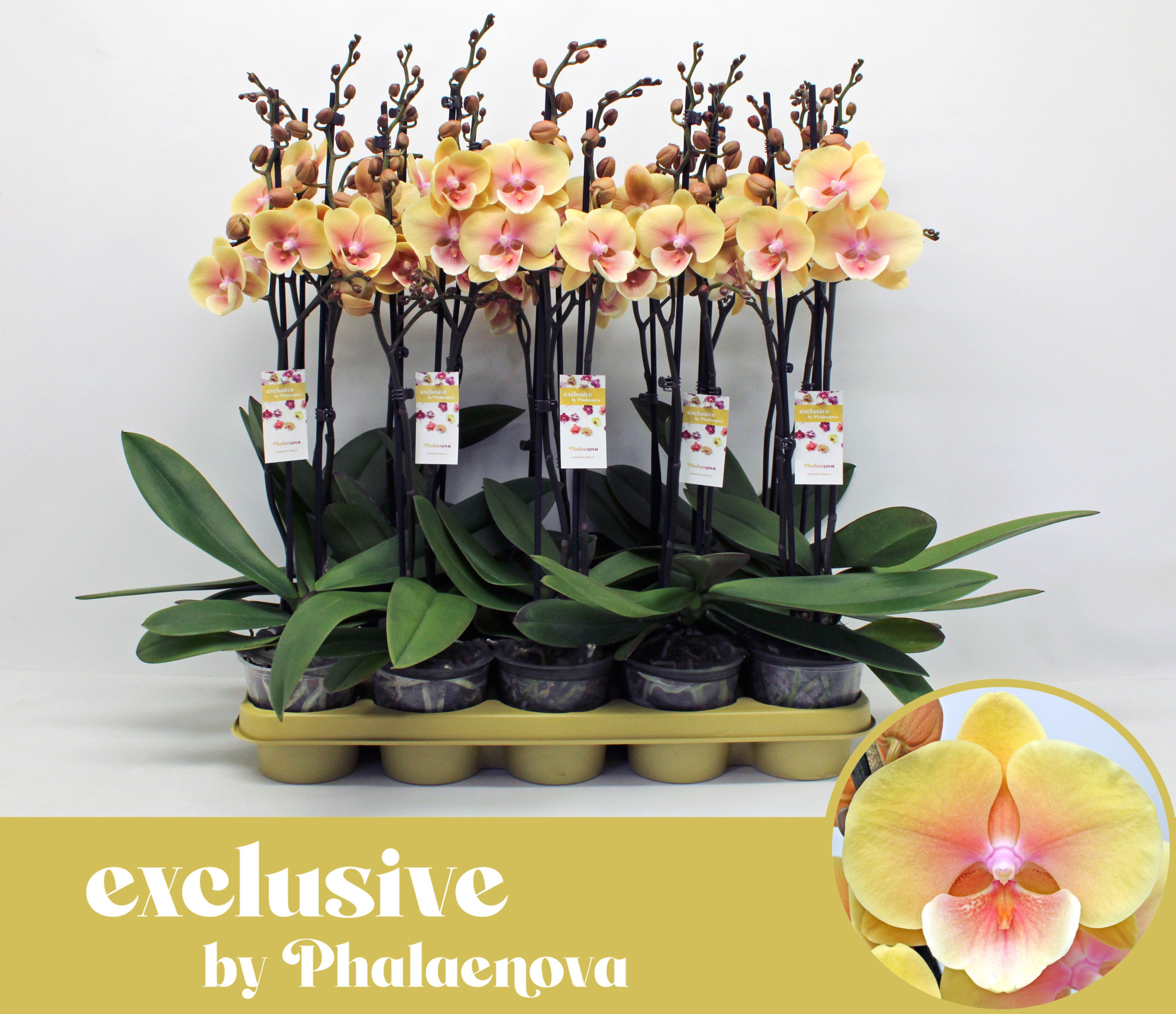 Marketa 2-tak 60cm (RIJP), D 12 cm