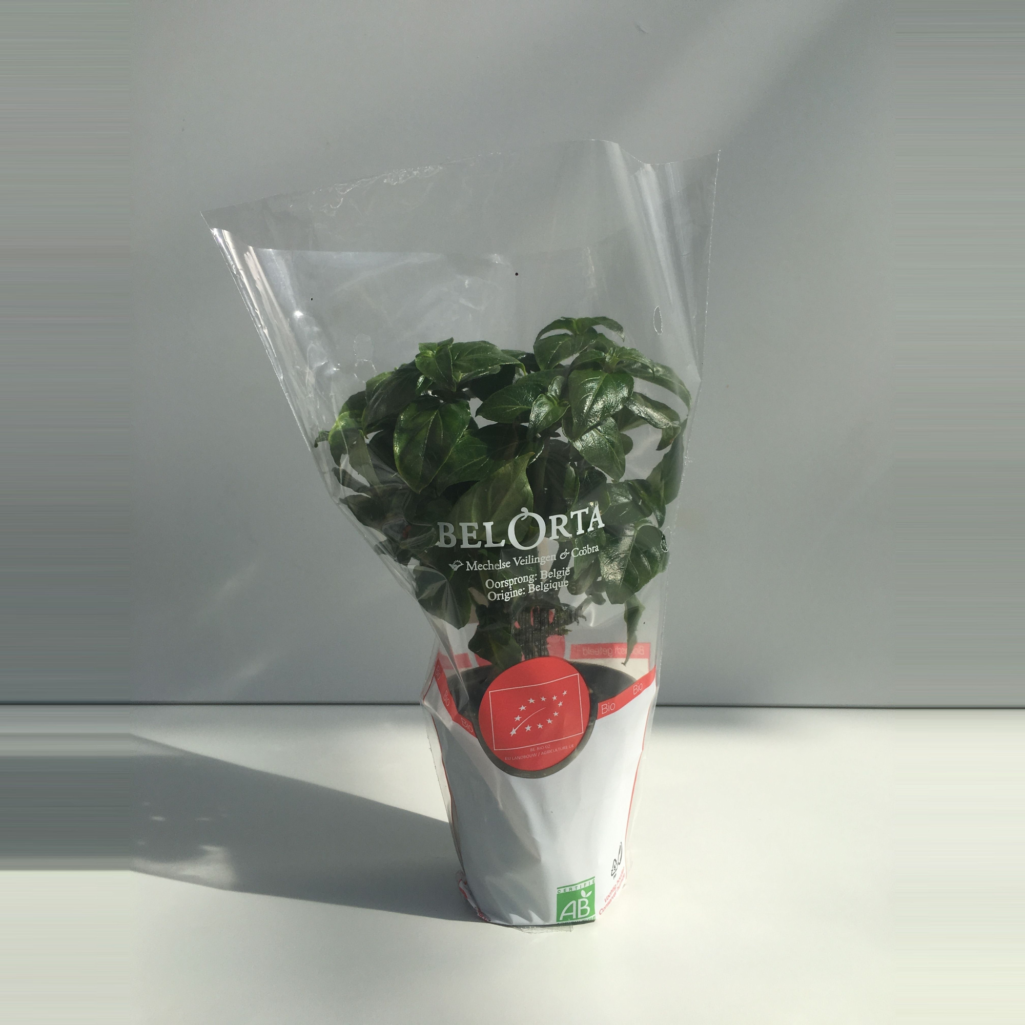 Champignonkruid P9, D 9 cm