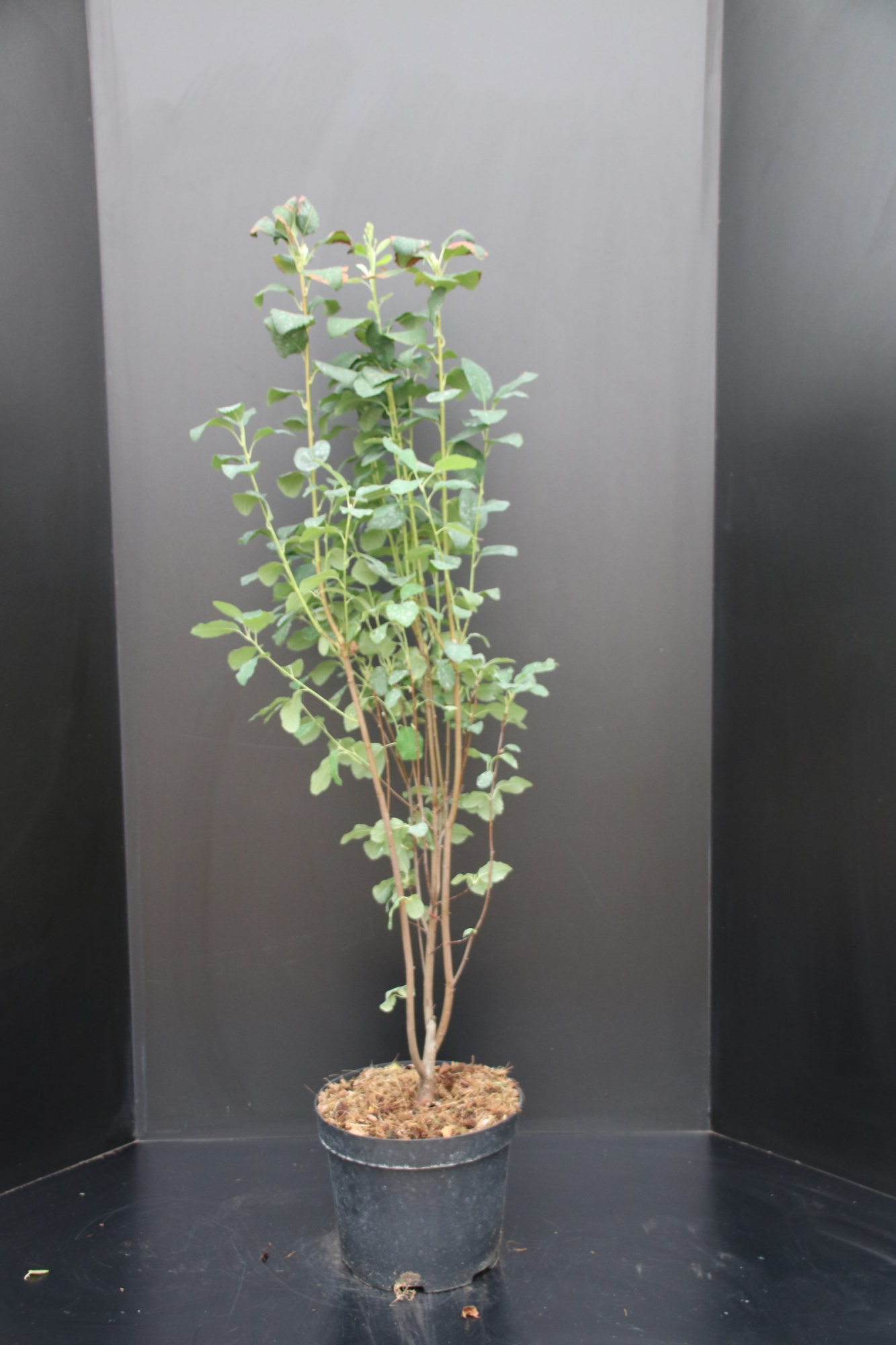 Amelanchier alnifolia Obelisk, D 29 cm