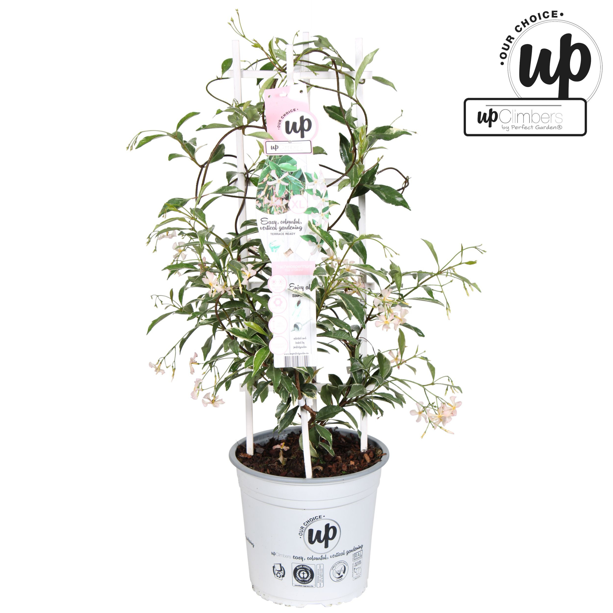 Trachelospermum jasminoides 'Star of Milano' P23, D 23 cm