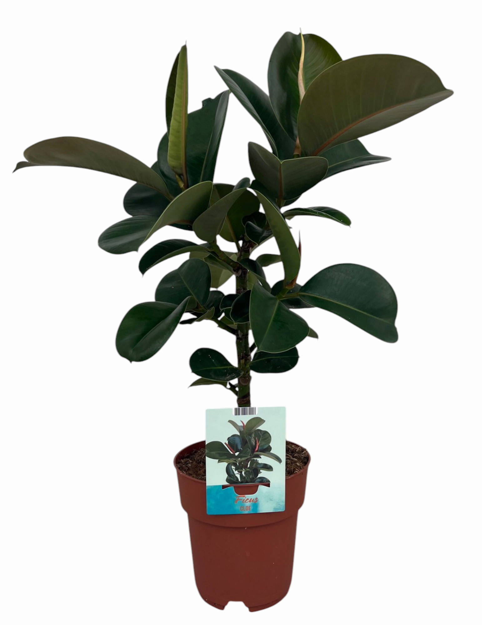 Ficus elastica Cloe, D 19 cm