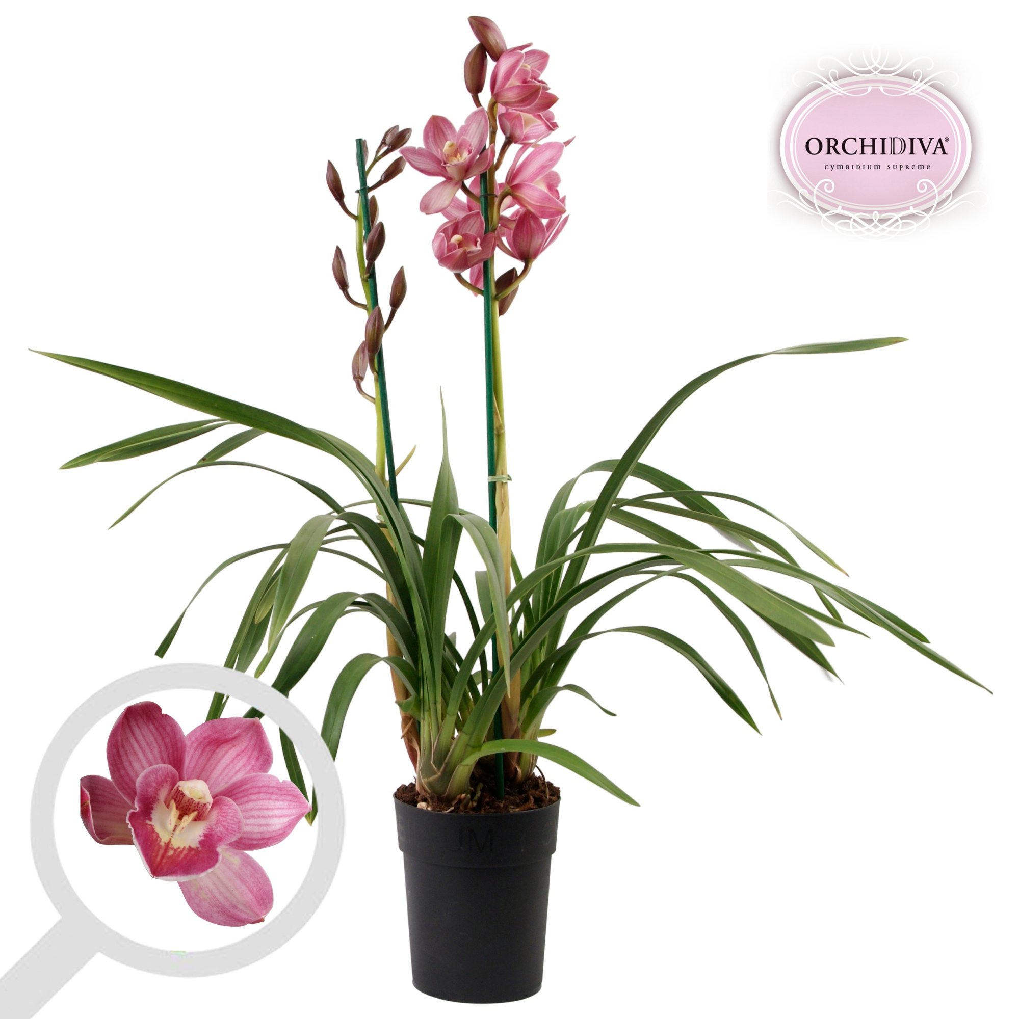 Cymbidium licht roze 2 tak, D 14